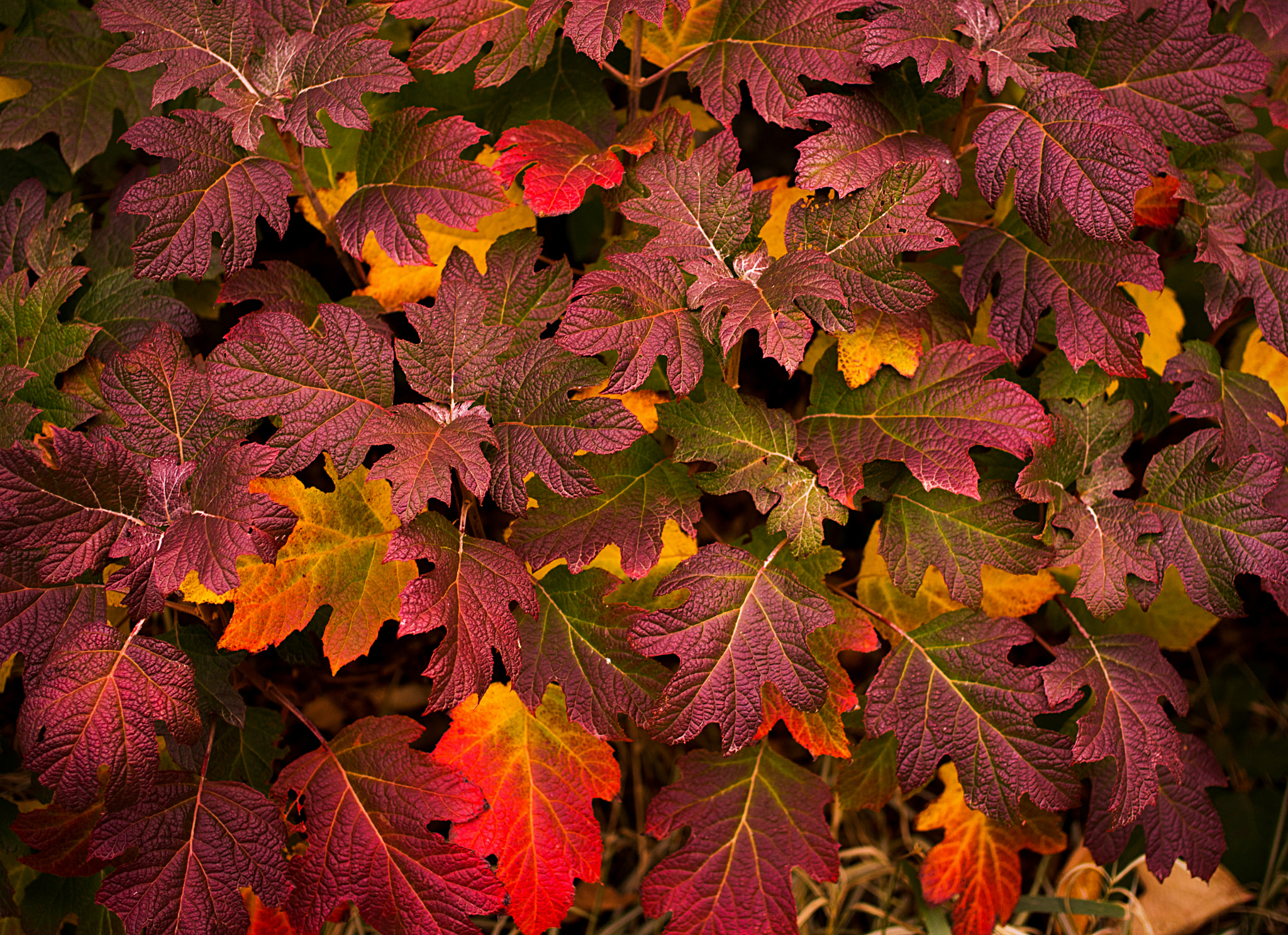 Sony Alpha NEX-7 + E 32mm F1.8 sample photo. Leaf #5 photography