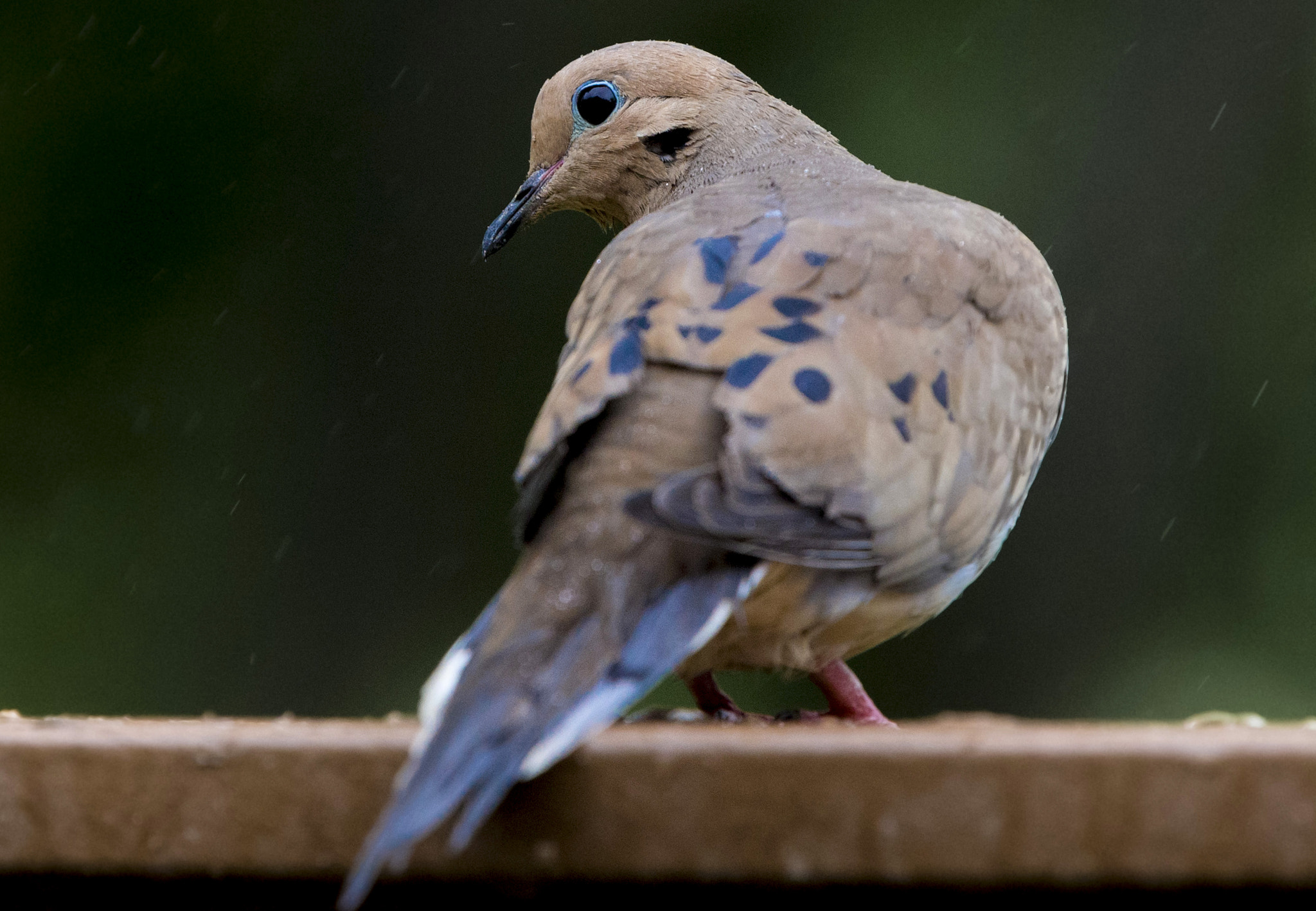 Canon EOS-1D X sample photo. Bird on the fence. photography