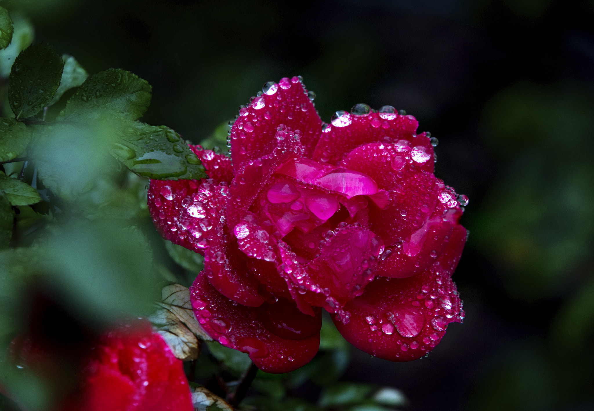 Canon EOS-1D X + Canon EF 70-200mm F2.8L IS II USM sample photo. Rose and wet. photography