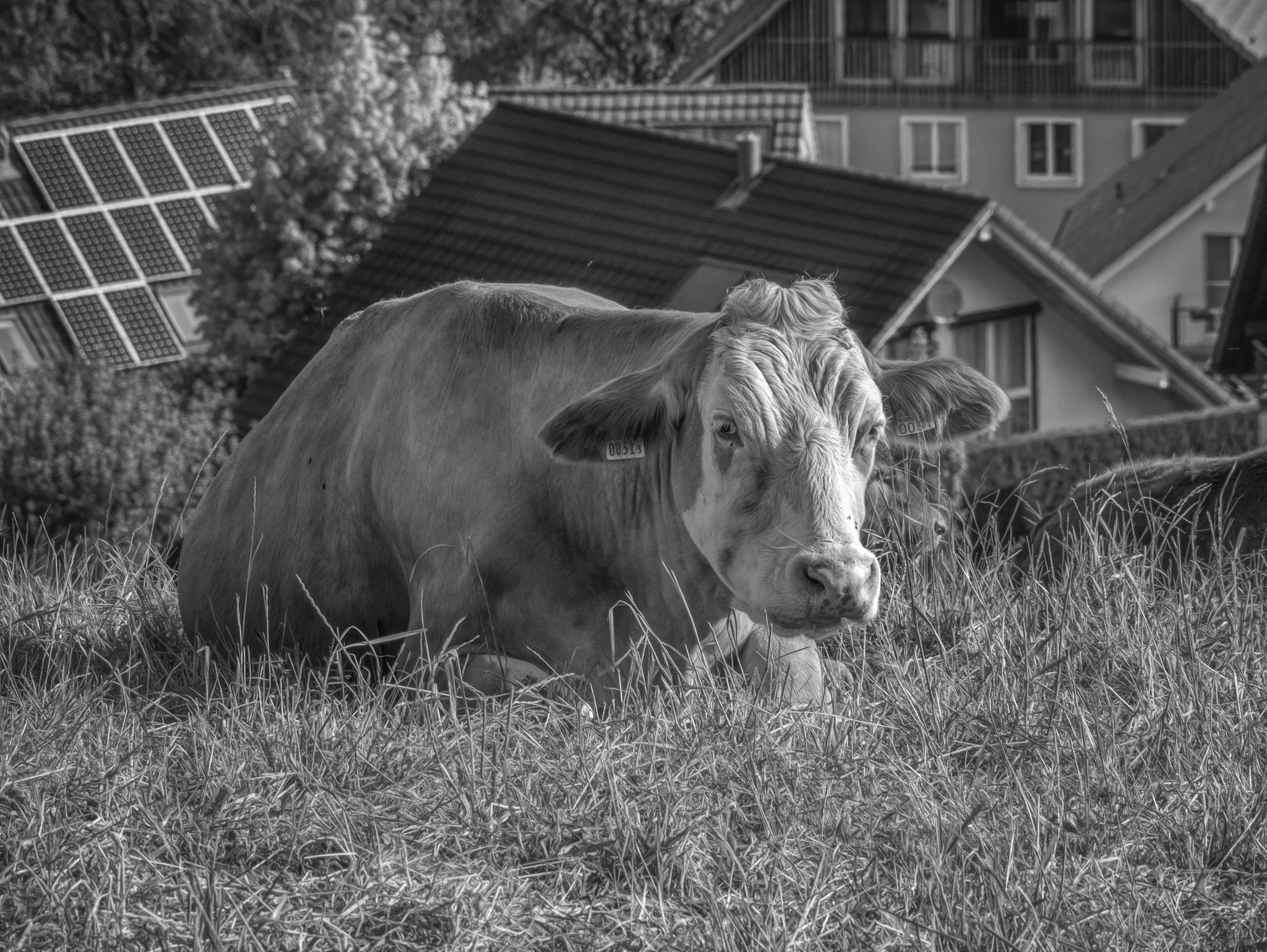 Panasonic Lumix DMC-GM5 sample photo. Cow photography