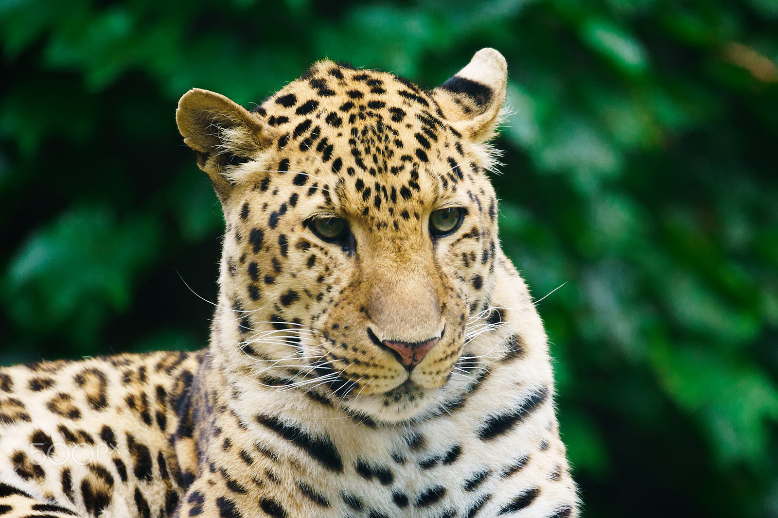 Sony FE 70-300mm F4.5-5.6 G OSS sample photo. Leopard photography