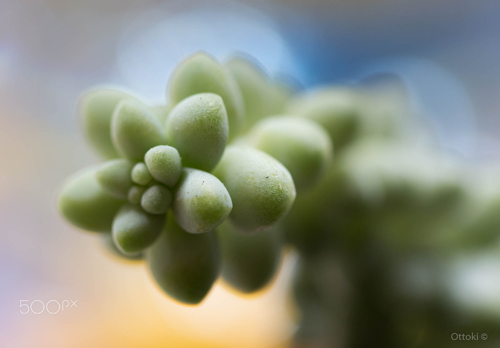 Canon EOS 100D (EOS Rebel SL1 / EOS Kiss X7) + Canon EF 100mm F2.8L Macro IS USM sample photo. Sedum burrito. photography