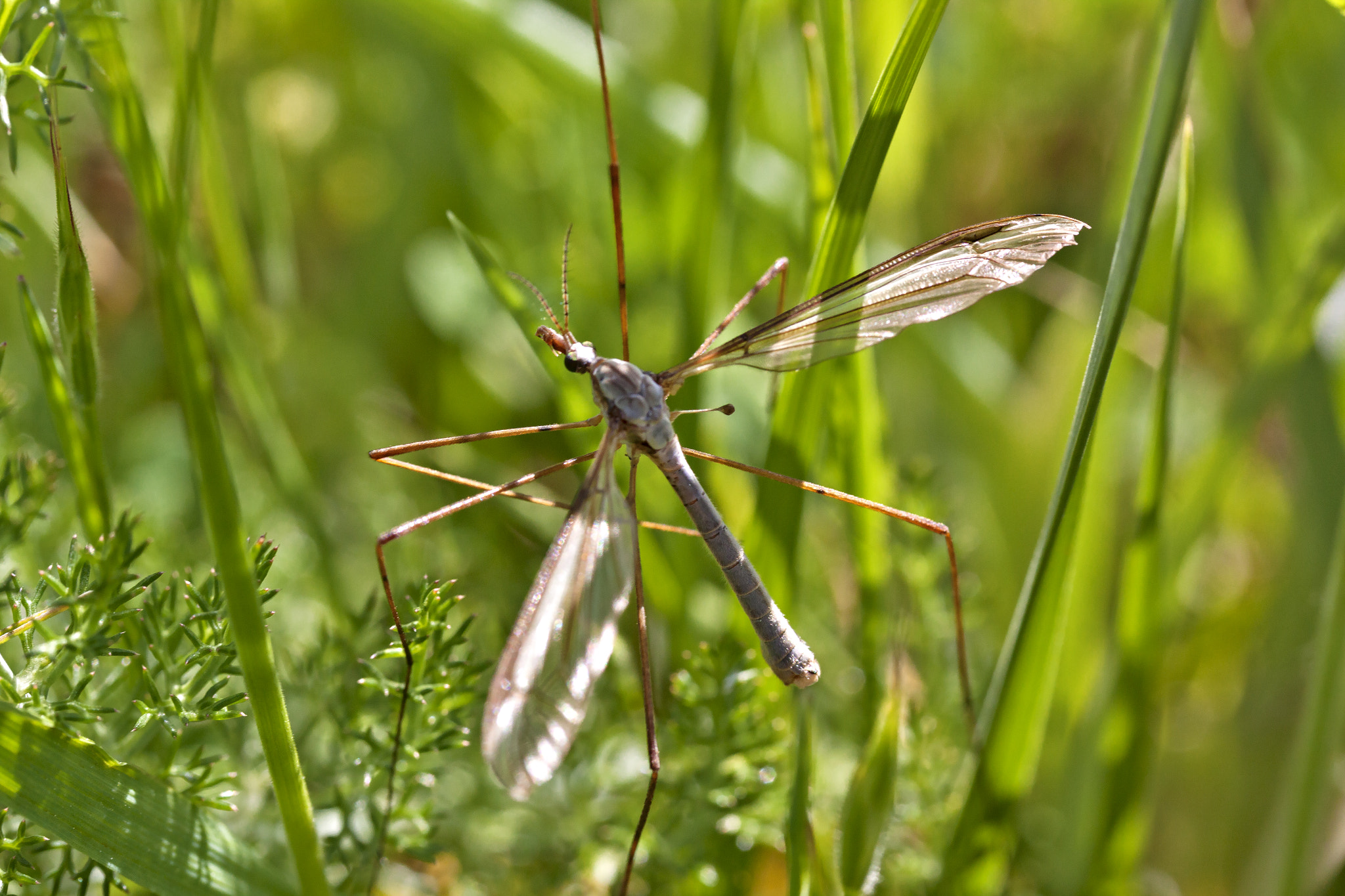 Canon EF-S 60mm F2.8 Macro USM sample photo. Editar photography