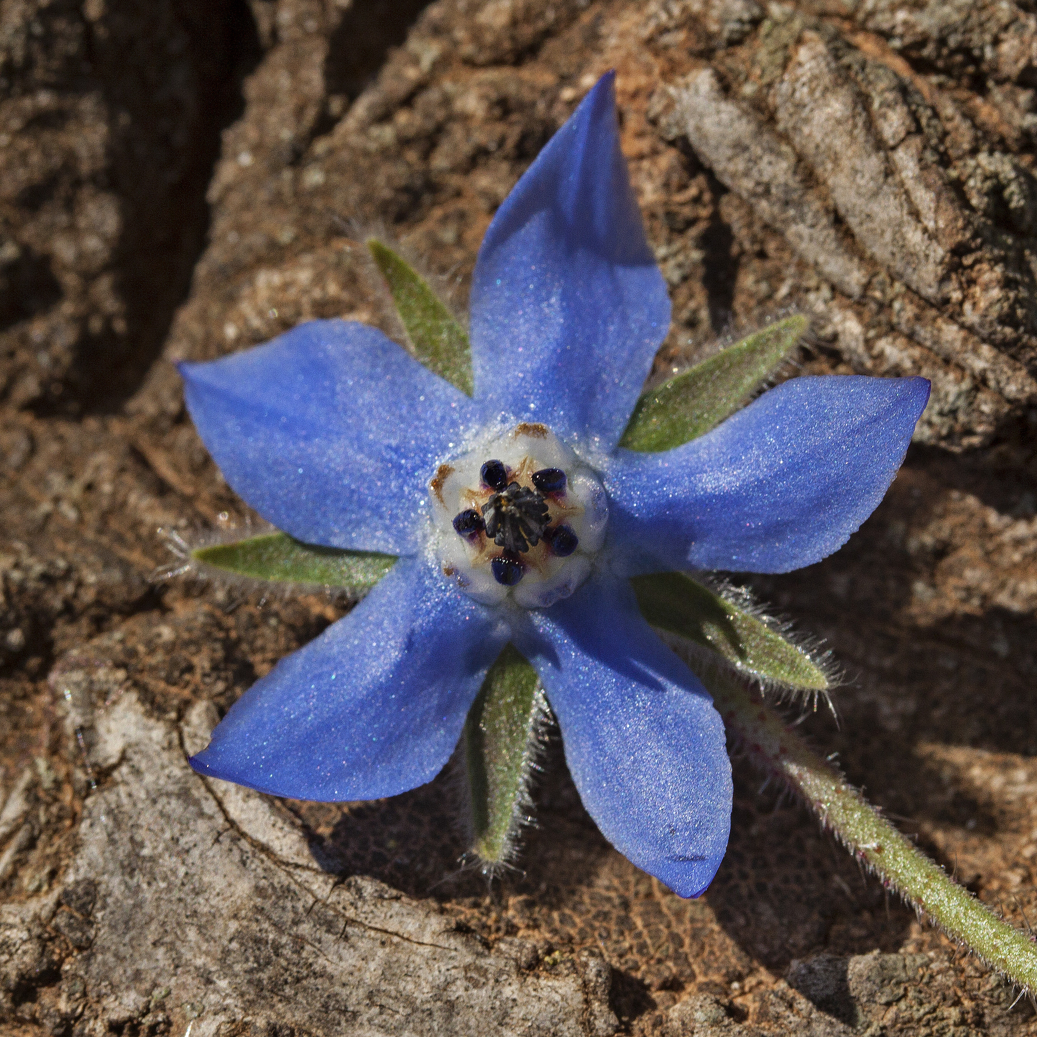 Canon EF-S 60mm F2.8 Macro USM sample photo. Editar photography