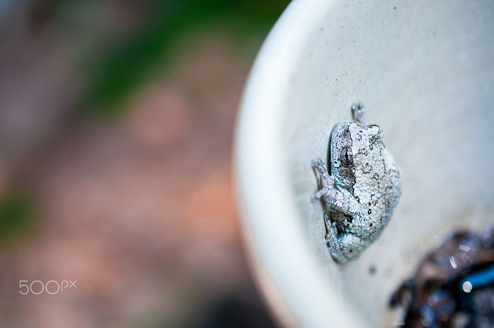 Nikon AF-S DX Micro Nikkor 40mm F2.8 sample photo. Morning frog photography