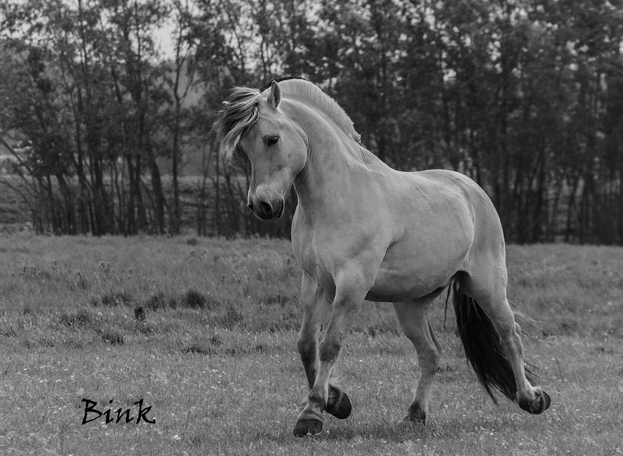 Sony SLT-A77 + DT 18-270mm F3.5-6.3 sample photo. My horse bink photography