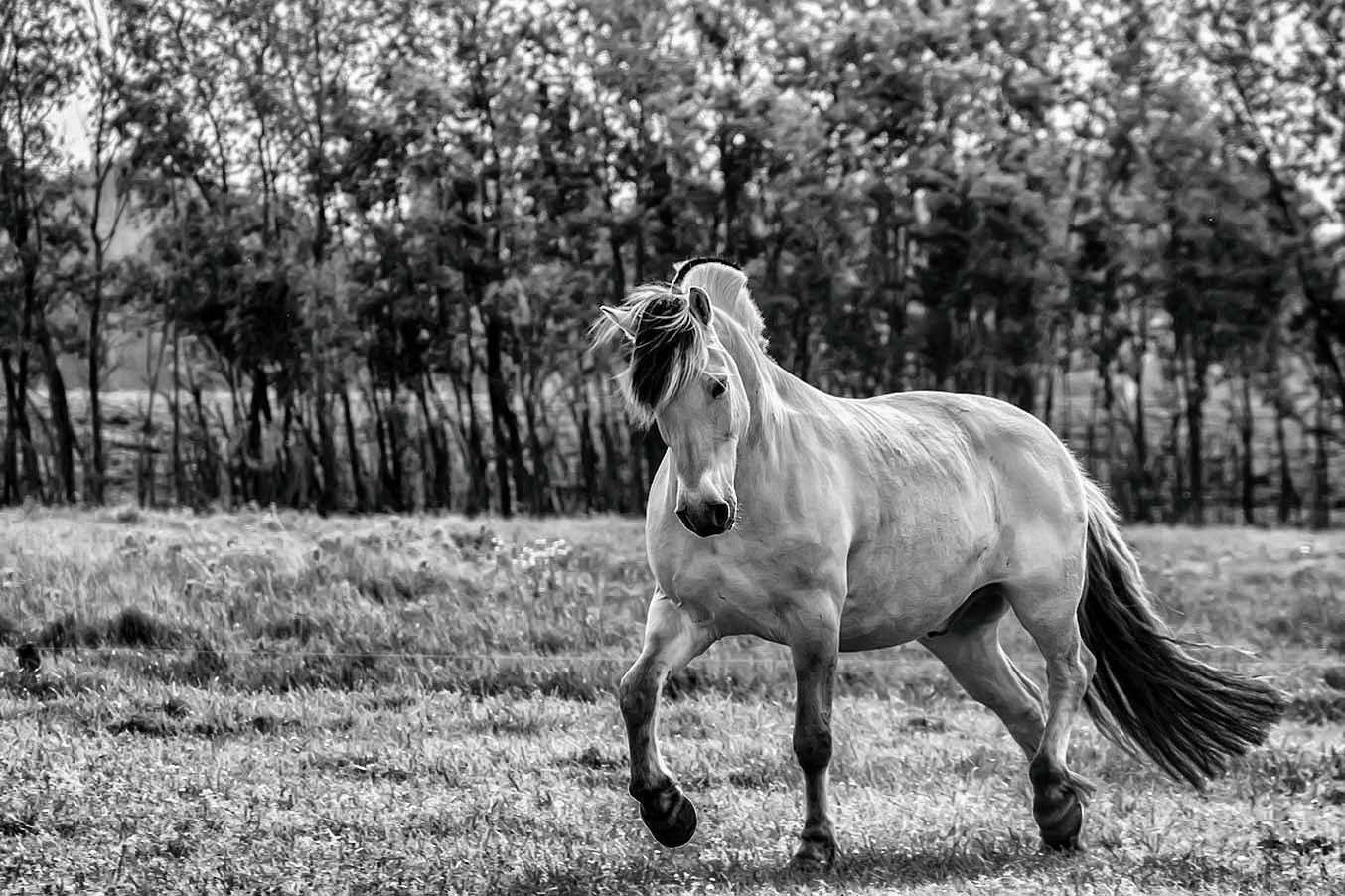 Sony SLT-A77 + DT 18-270mm F3.5-6.3 sample photo. My horse bink photography