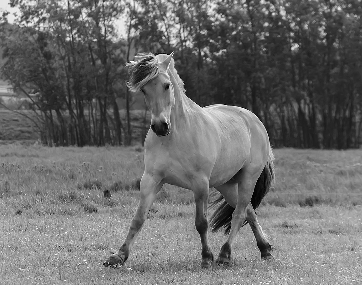 Sony SLT-A77 + DT 18-270mm F3.5-6.3 sample photo. My horse bink photography