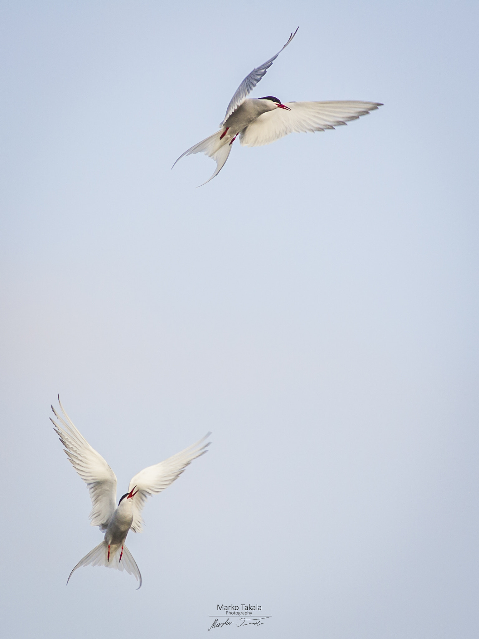 Canon EOS-1D Mark II + Canon EF 400mm F5.6L USM sample photo. Arctic tern's air show photography