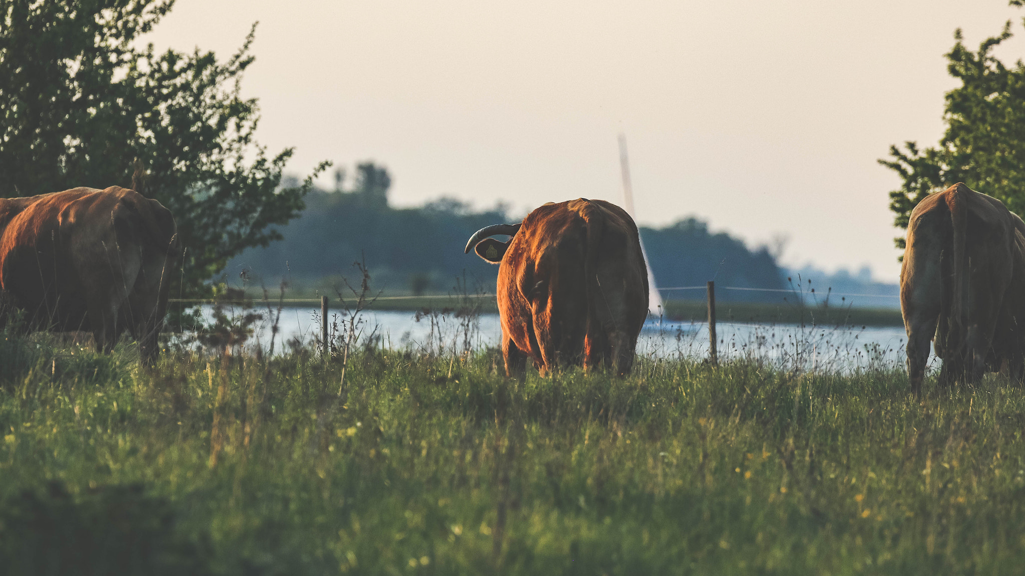 Canon EF 100-400mm F4.5-5.6L IS II USM sample photo. Cows in sunset photography
