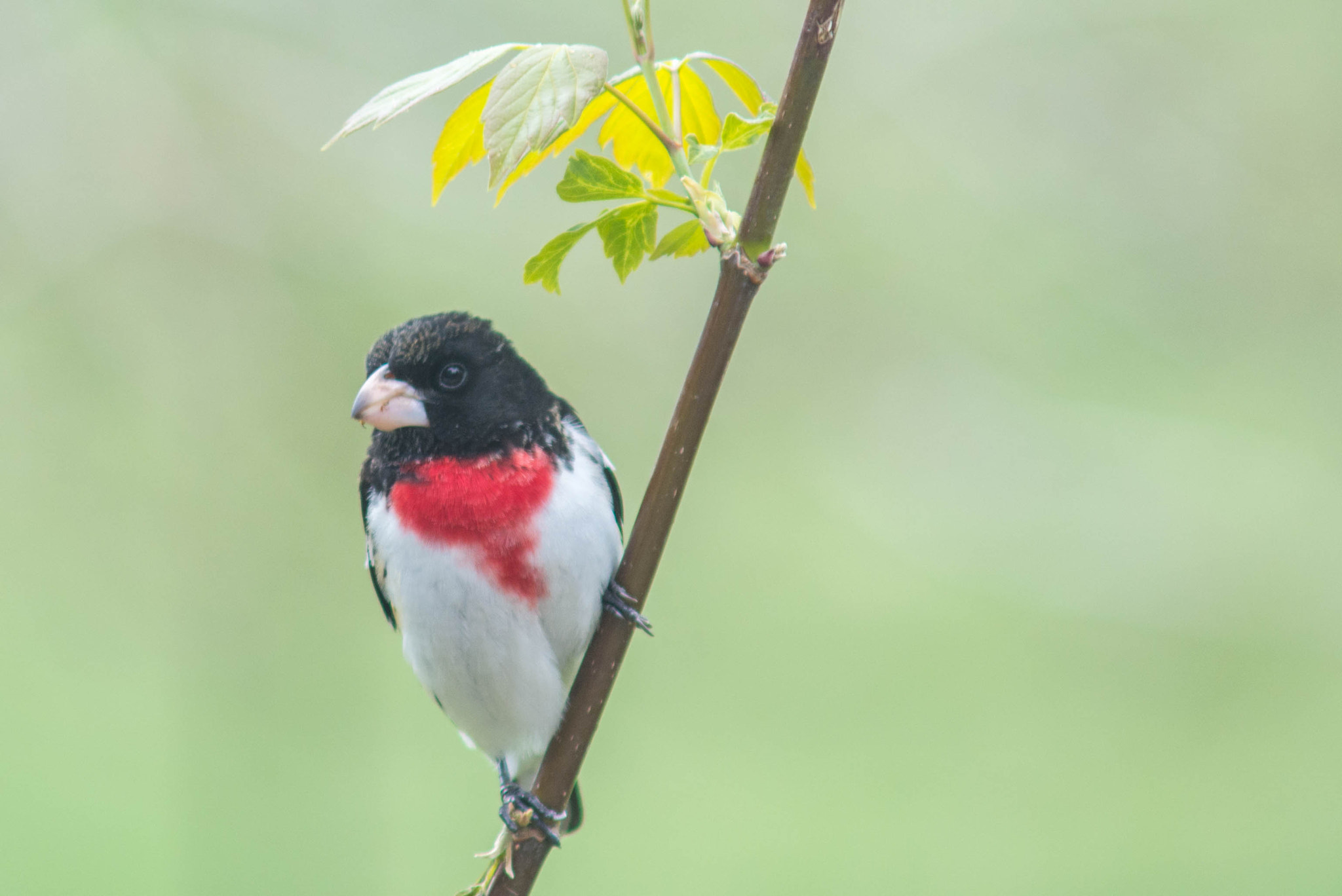 Nikon D7100 + AF Zoom-Nikkor 70-210mm f/4 sample photo. Woodpecker photography