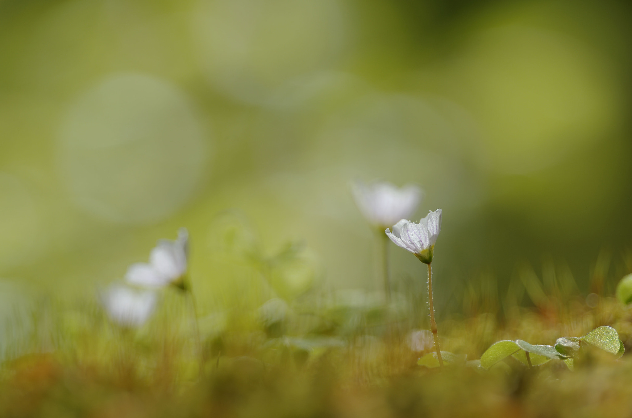 Pentax smc DA* 300mm F4.0 ED (IF) SDM sample photo. Spring run photography