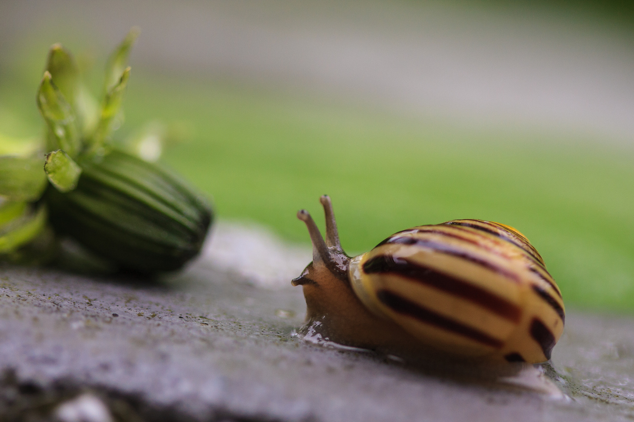Canon EF 100mm F2.8 Macro USM sample photo. Snail photography