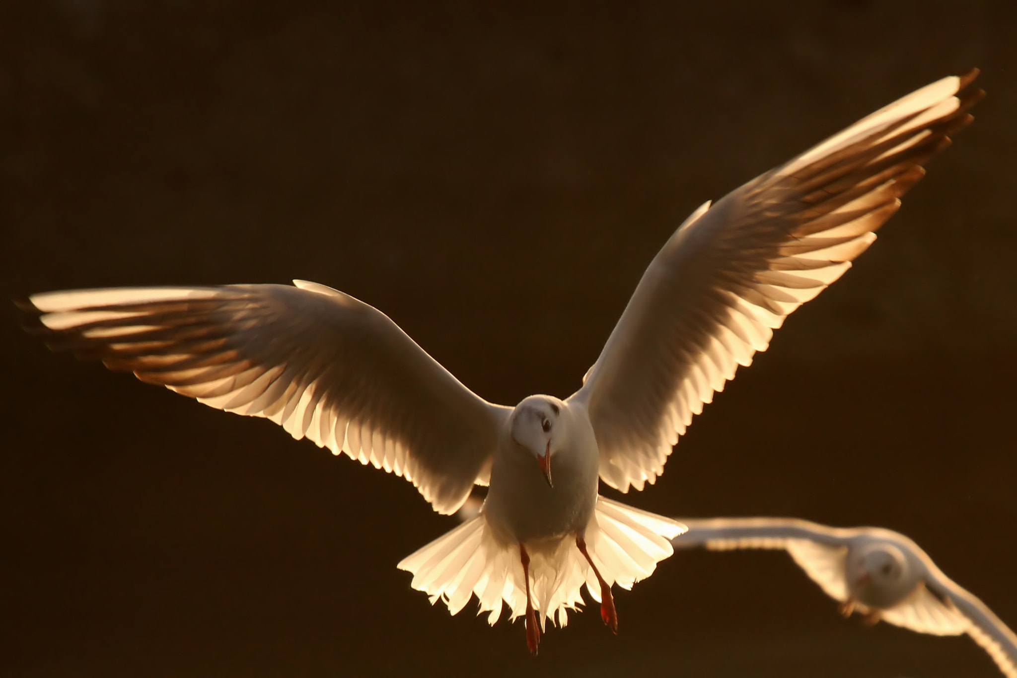 Sigma 50-500mm f/4-6.3 APO HSM EX sample photo. ..angel.. photography