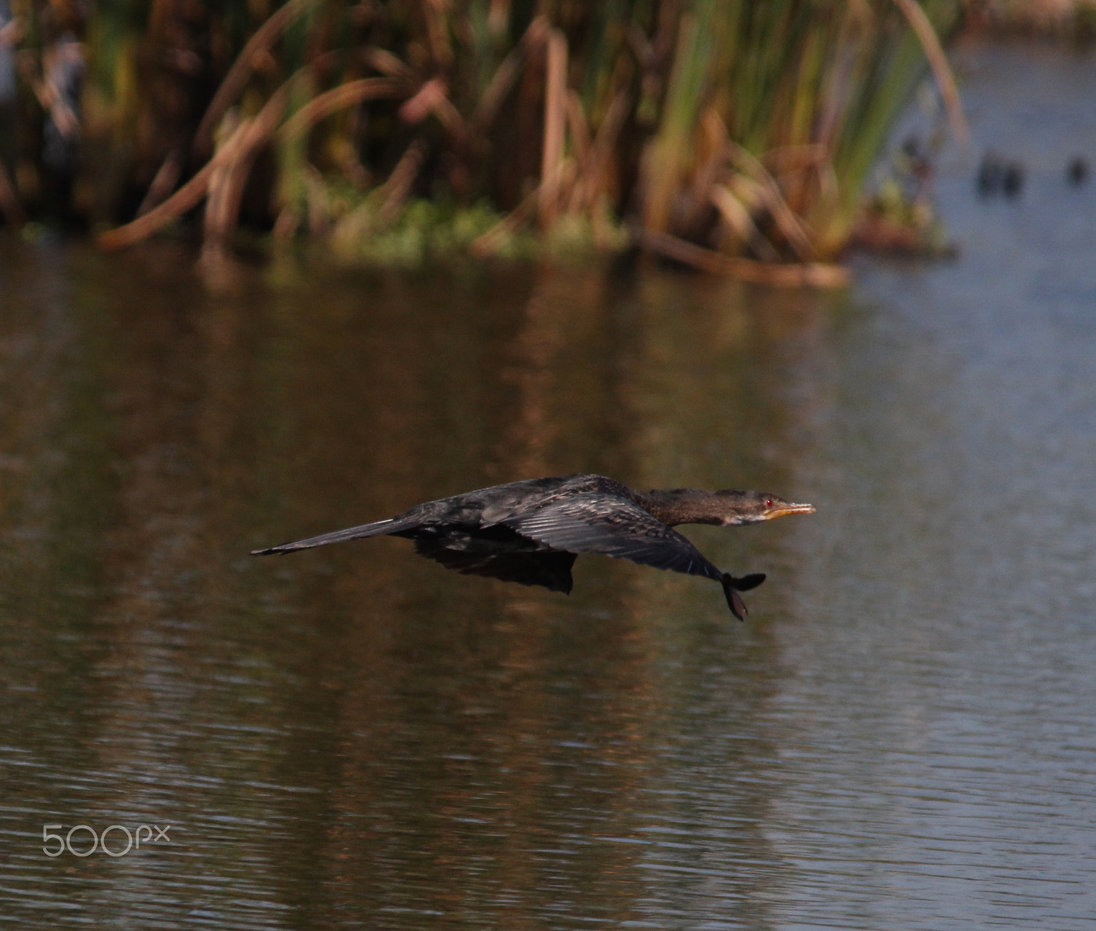 Sigma 150-500mm F5-6.3 DG OS HSM sample photo. Flying cormorant photography