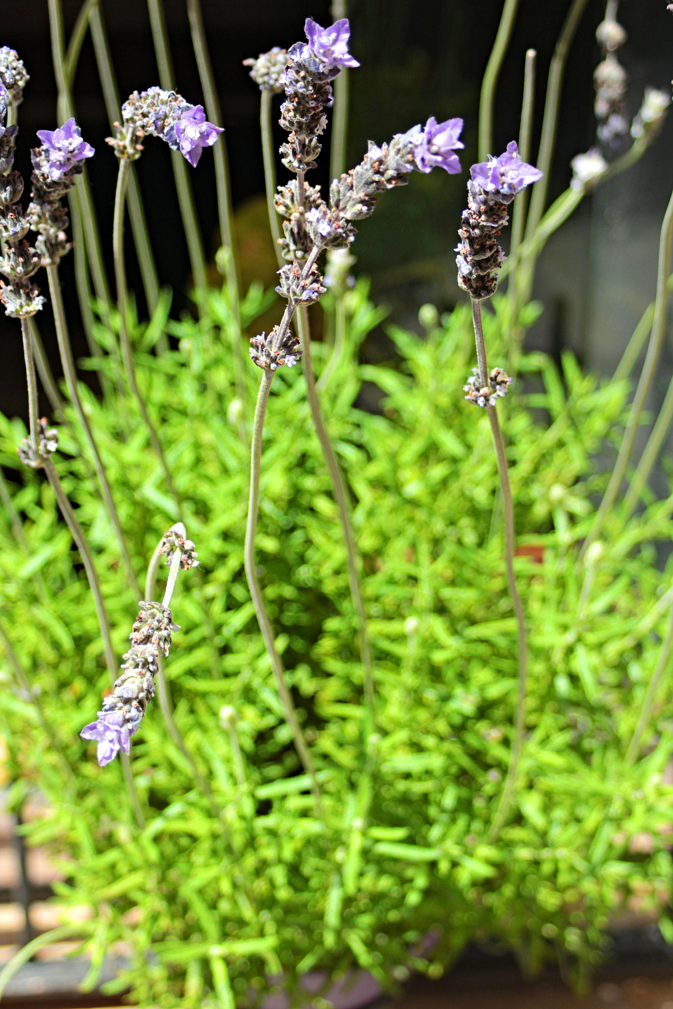 Canon EF 28-90mm f/4-5.6 sample photo. Lavander photography