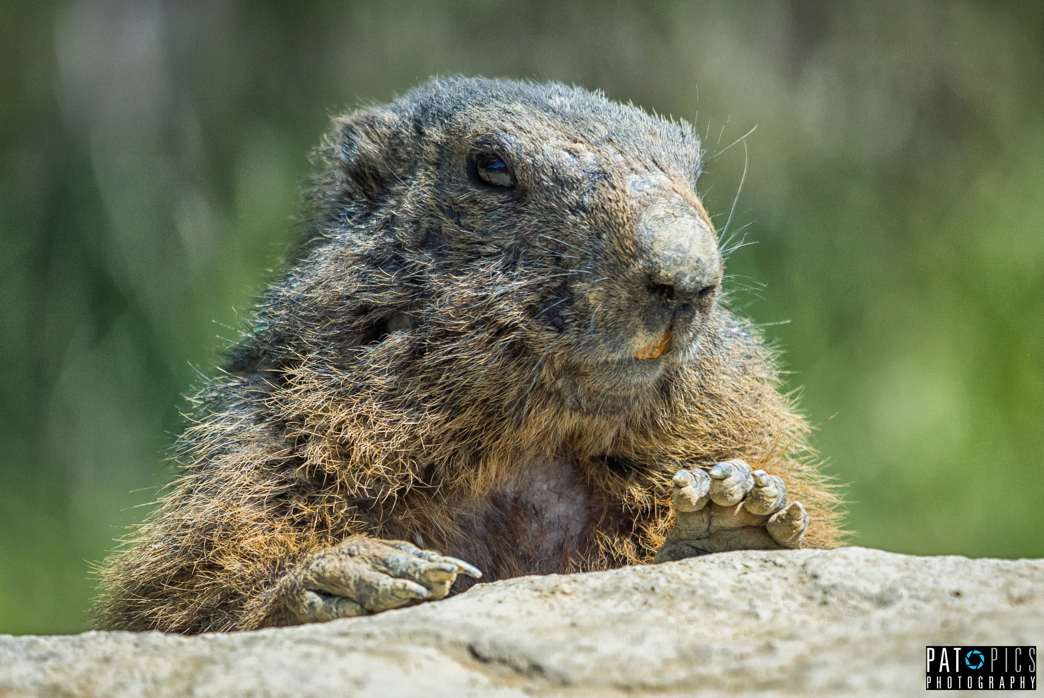Sigma 150-500mm F5-6.3 DG OS HSM sample photo. Murmel photography