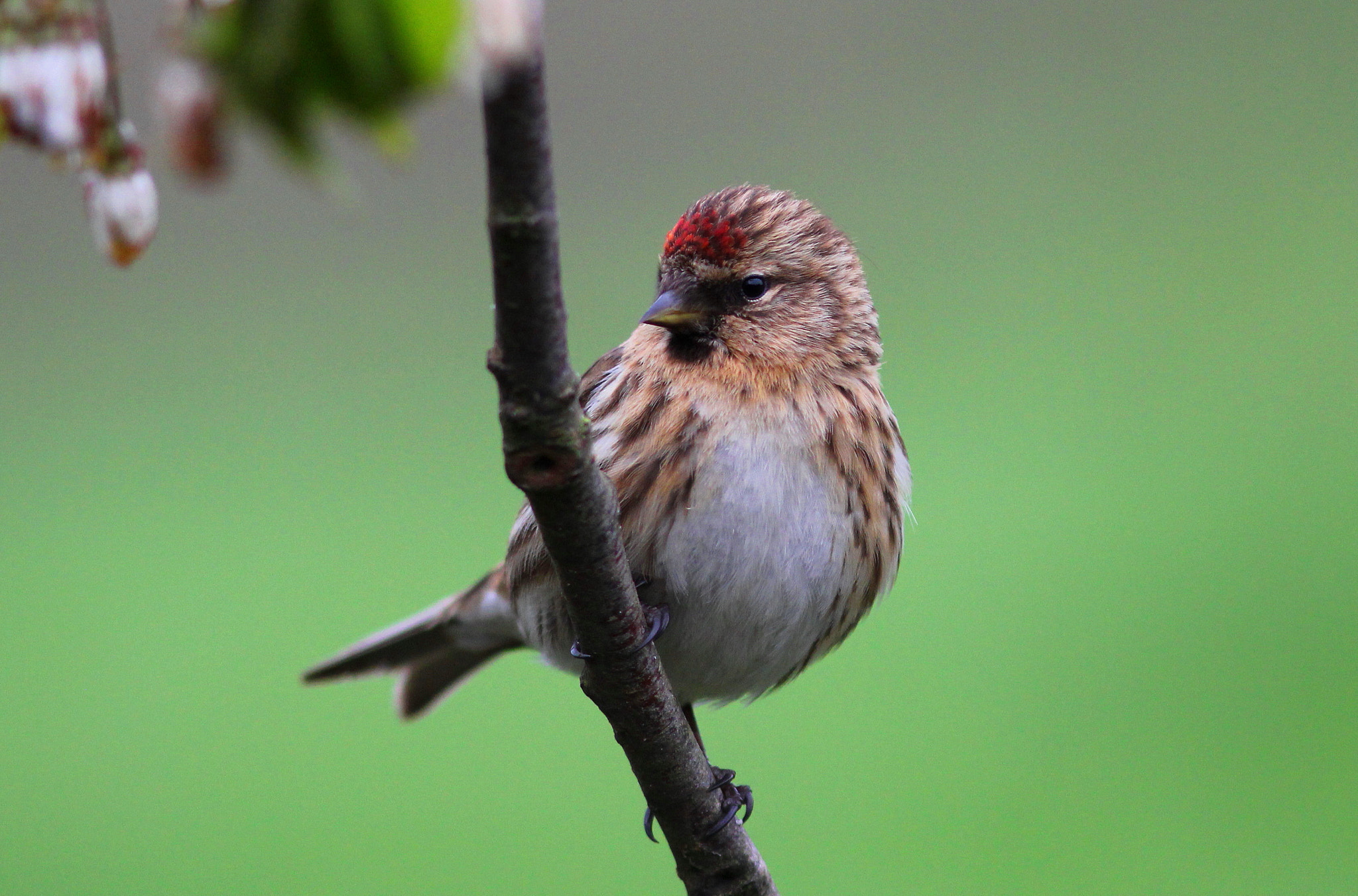 Canon EF 300mm F4L IS USM sample photo. Lesser redpoll photography