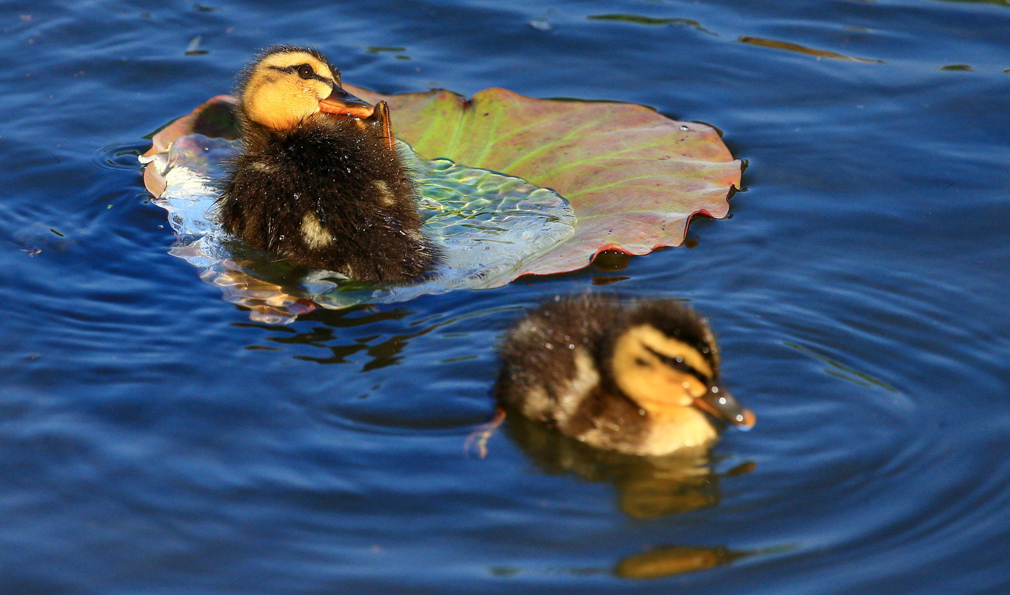 Canon EOS-1D X + Canon EF 100-400mm F4.5-5.6L IS II USM sample photo. Baby duck photography