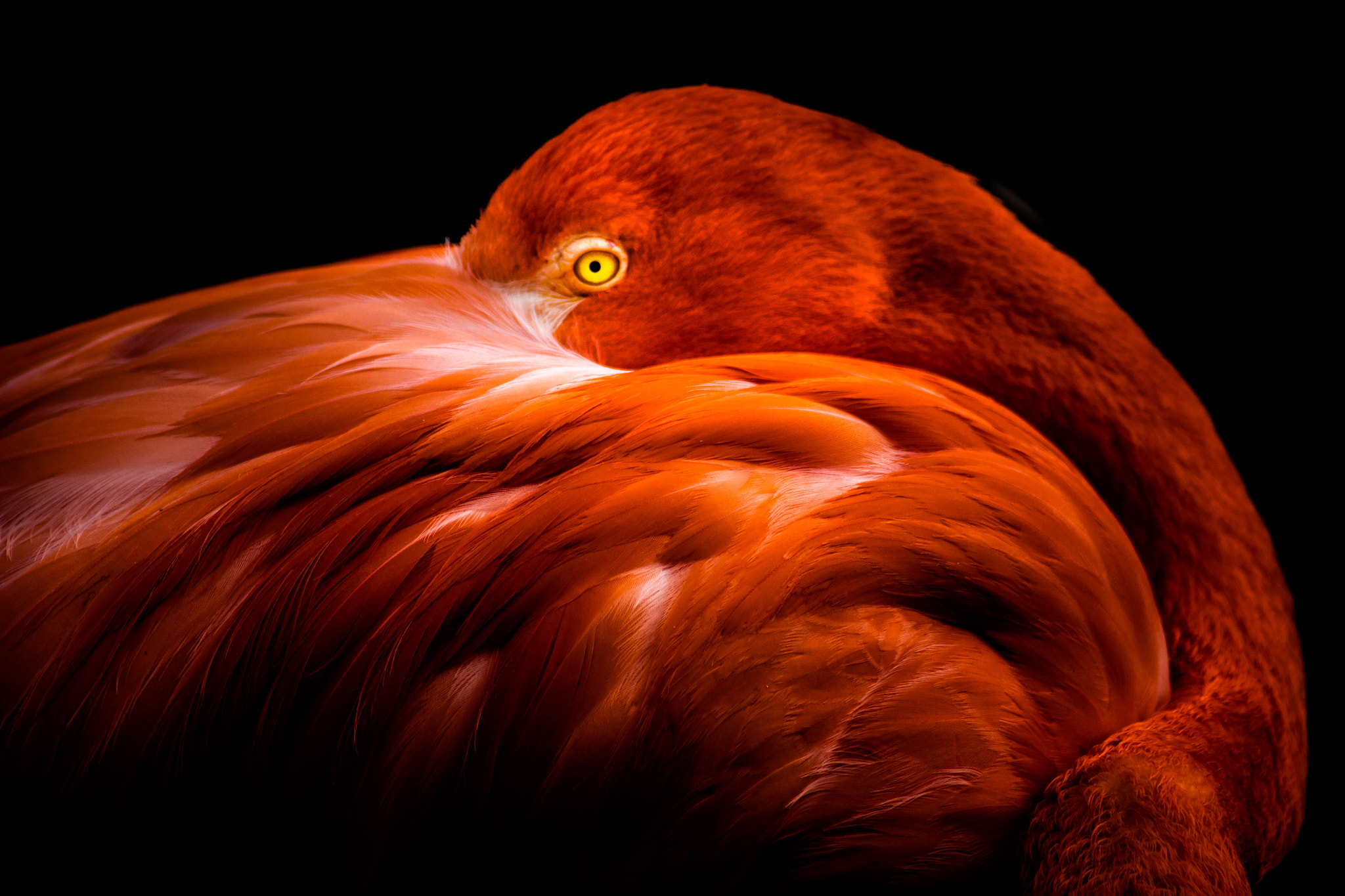 Tamron SP 35mm F1.8 Di VC USD sample photo. Flamingo portrait photography