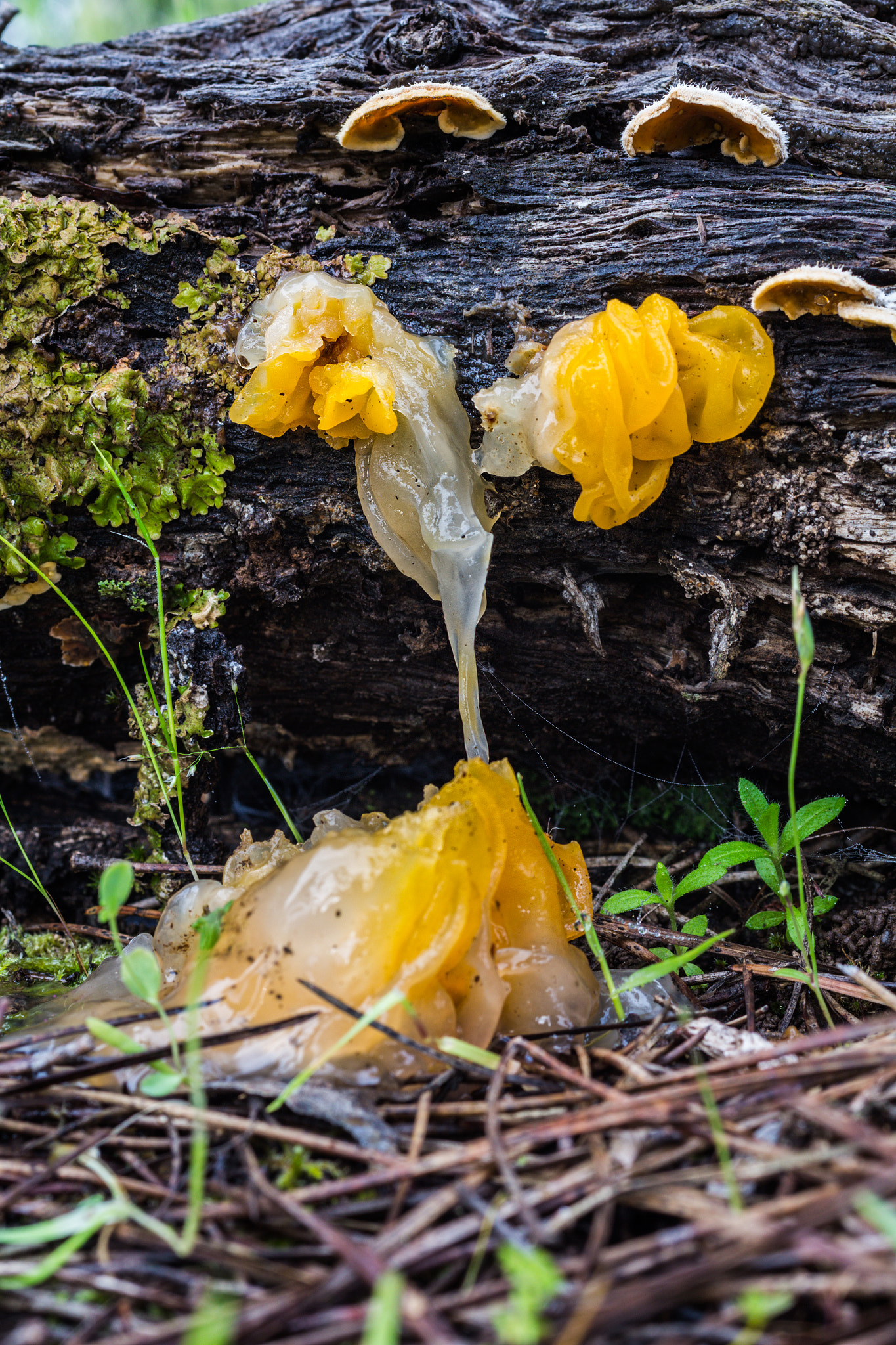 Canon EOS 60D + Sigma 50mm f/2.8 EX sample photo. Tremella mesenterica  230416-9365 photography