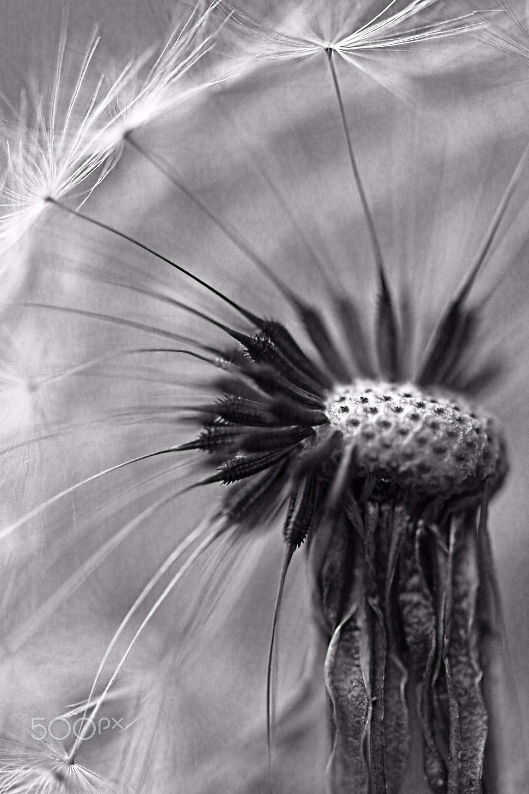 Canon EOS 760D (EOS Rebel T6s / EOS 8000D) sample photo. Dandelion may 2016 photography
