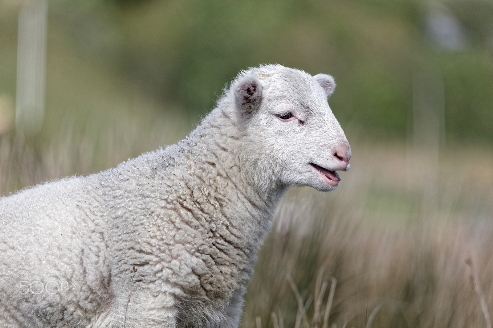Sigma 150-500mm F5-6.3 DG OS HSM sample photo. Larry lamb photography