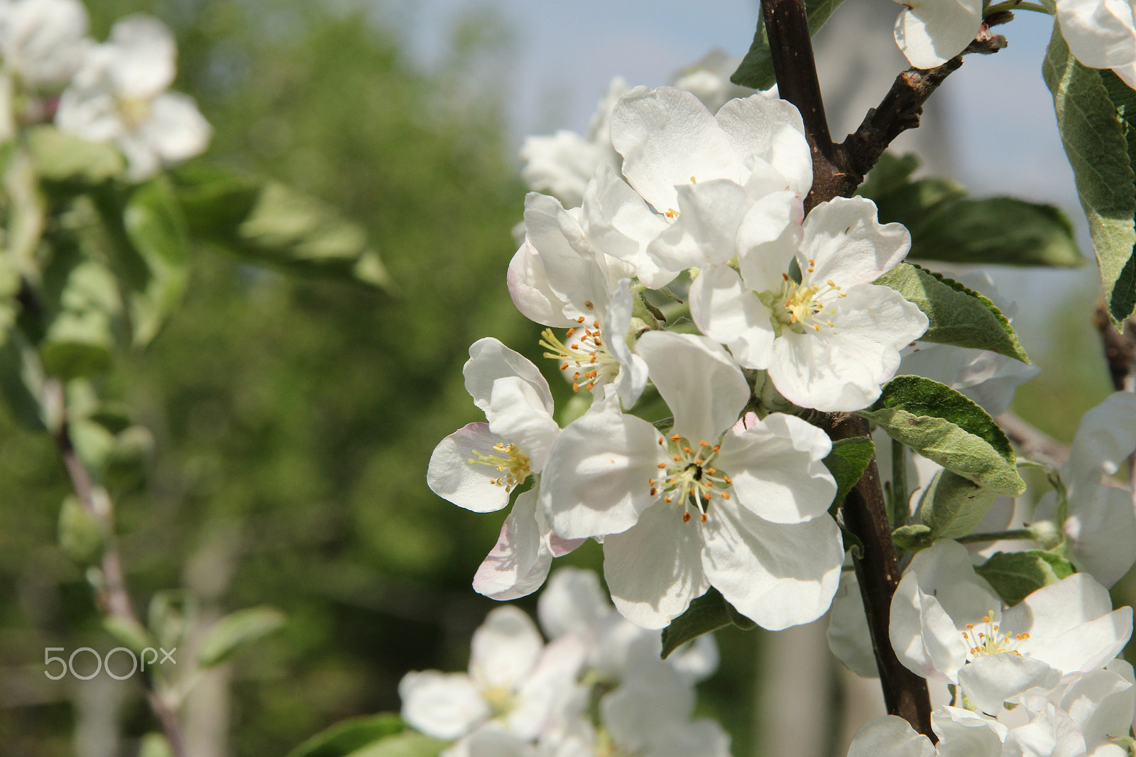 Canon EF-S 18-135mm F3.5-5.6 IS sample photo. Apple blossom photography
