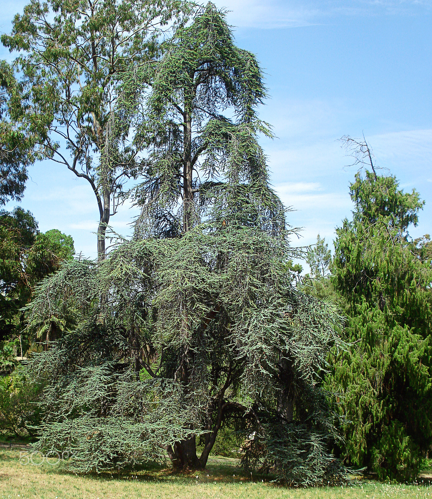 Sony DSC-W70 sample photo. Exotic trees photography