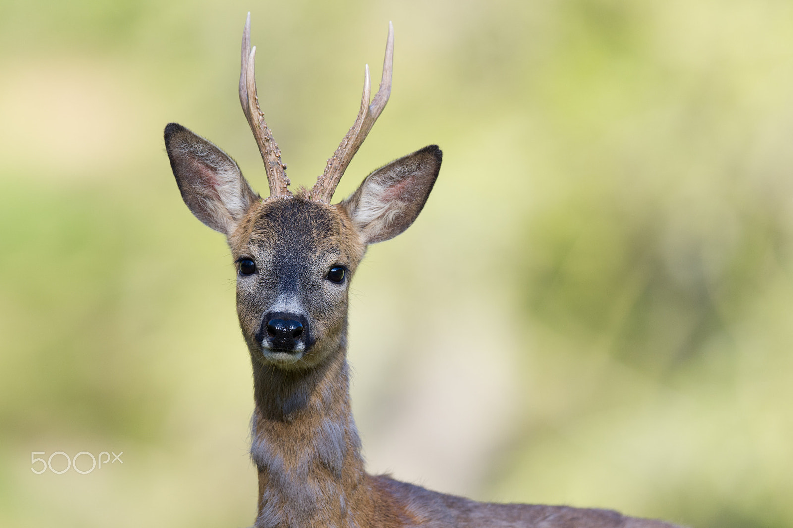 Nikon AF-S Nikkor 600mm F4E FL ED VR sample photo. Entendu mais pas vu! photography