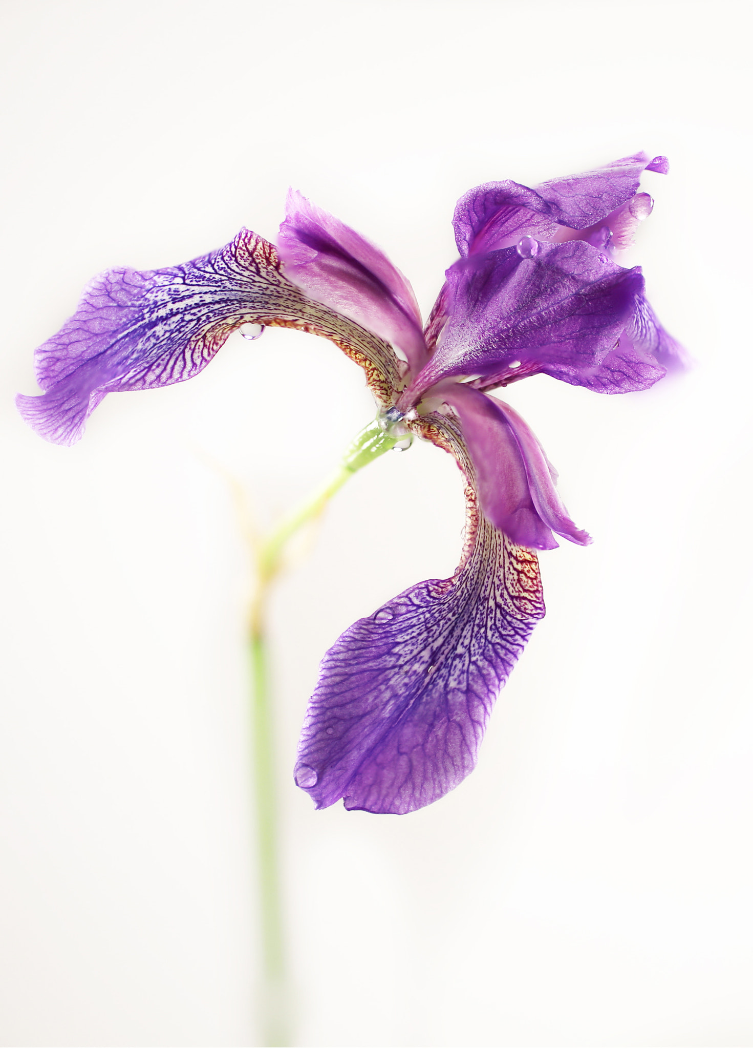 Canon EOS 6D + Canon EF 50mm F2.5 Macro sample photo. Tenderness photography