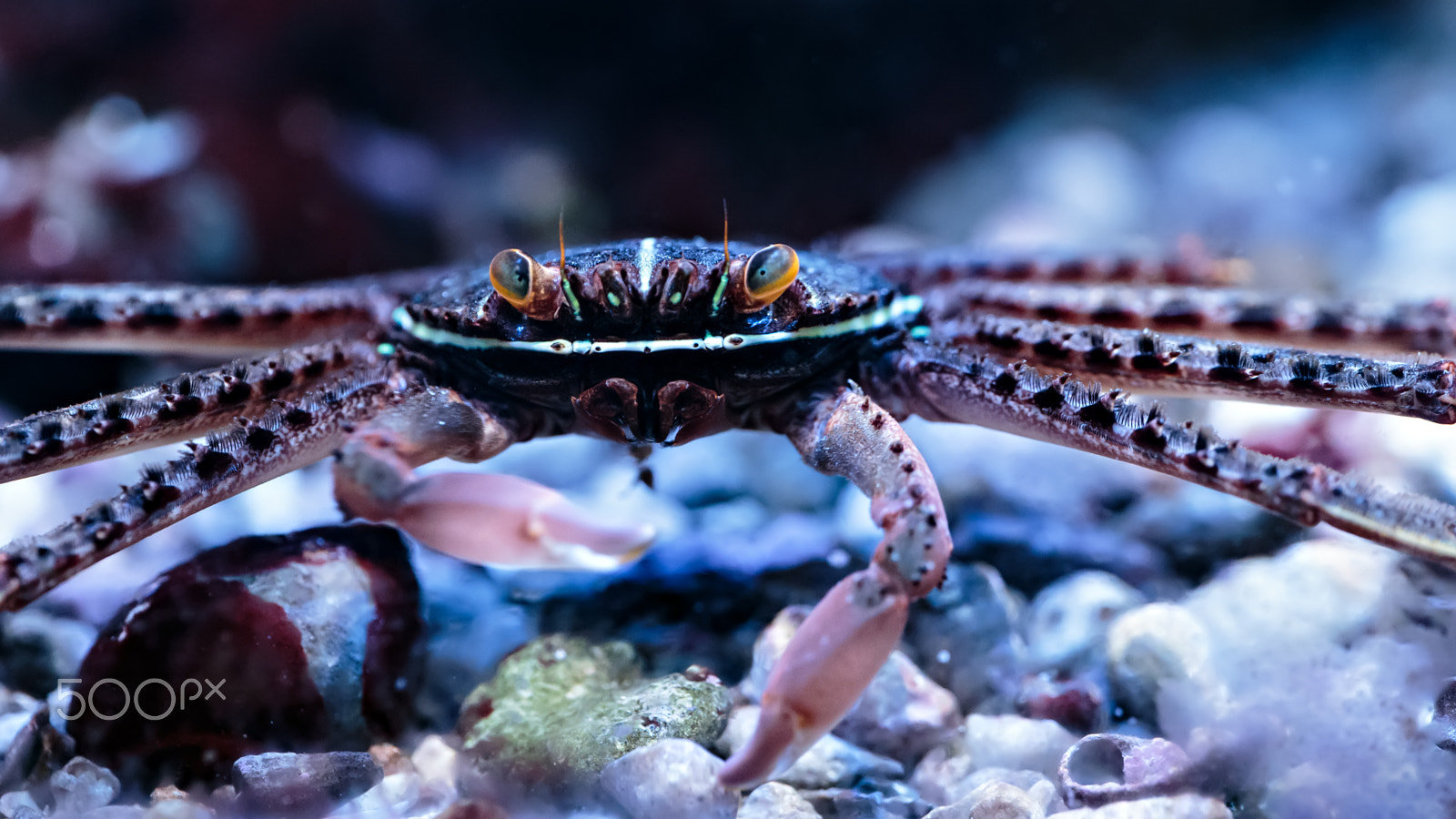 Canon EF 180mm F3.5L Macro USM sample photo. Sally lightfoot photography
