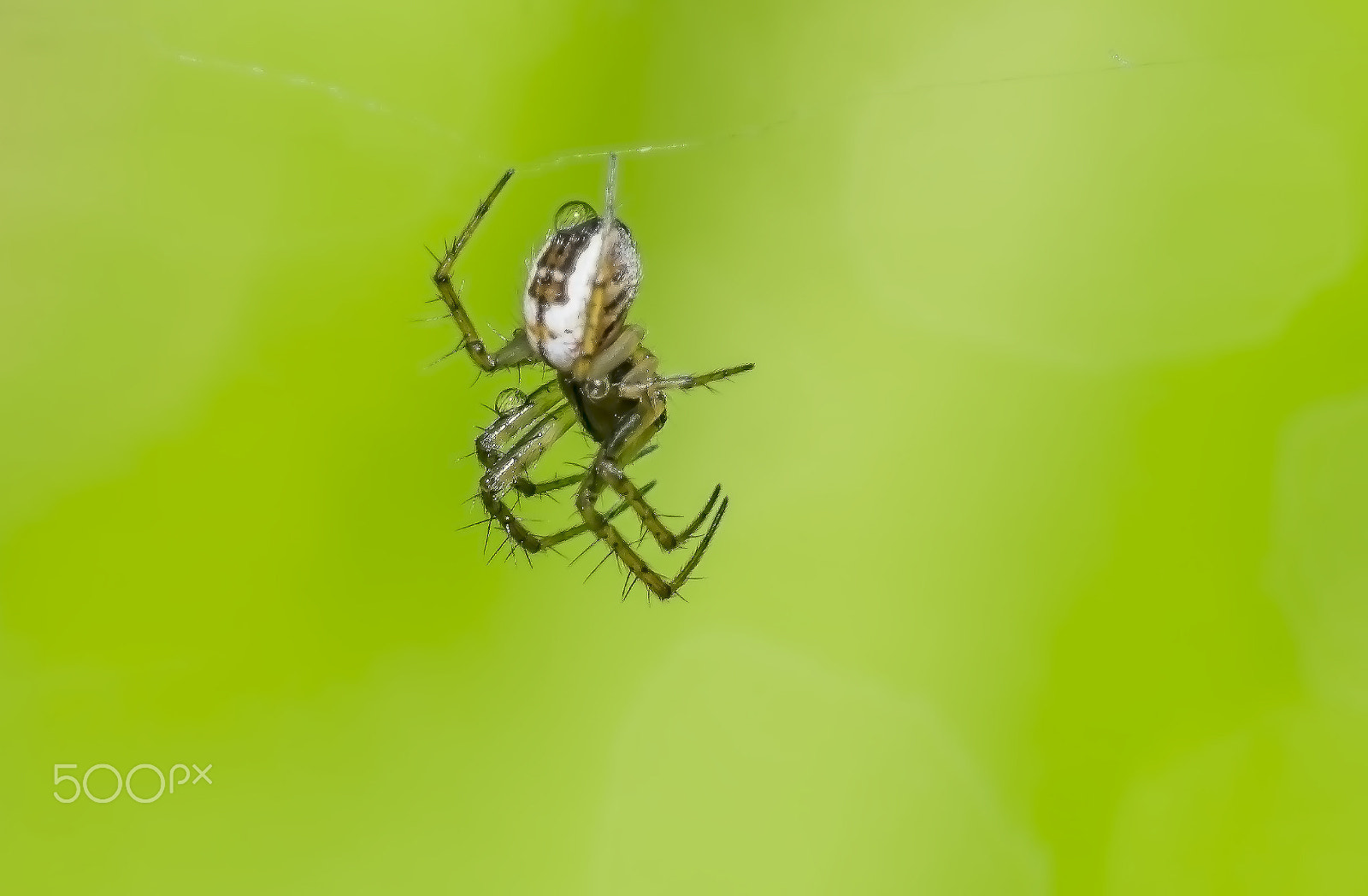 Sony SLT-A57 + Minolta AF 100mm F2.8 Macro [New] sample photo. Raindrop on a spider photography