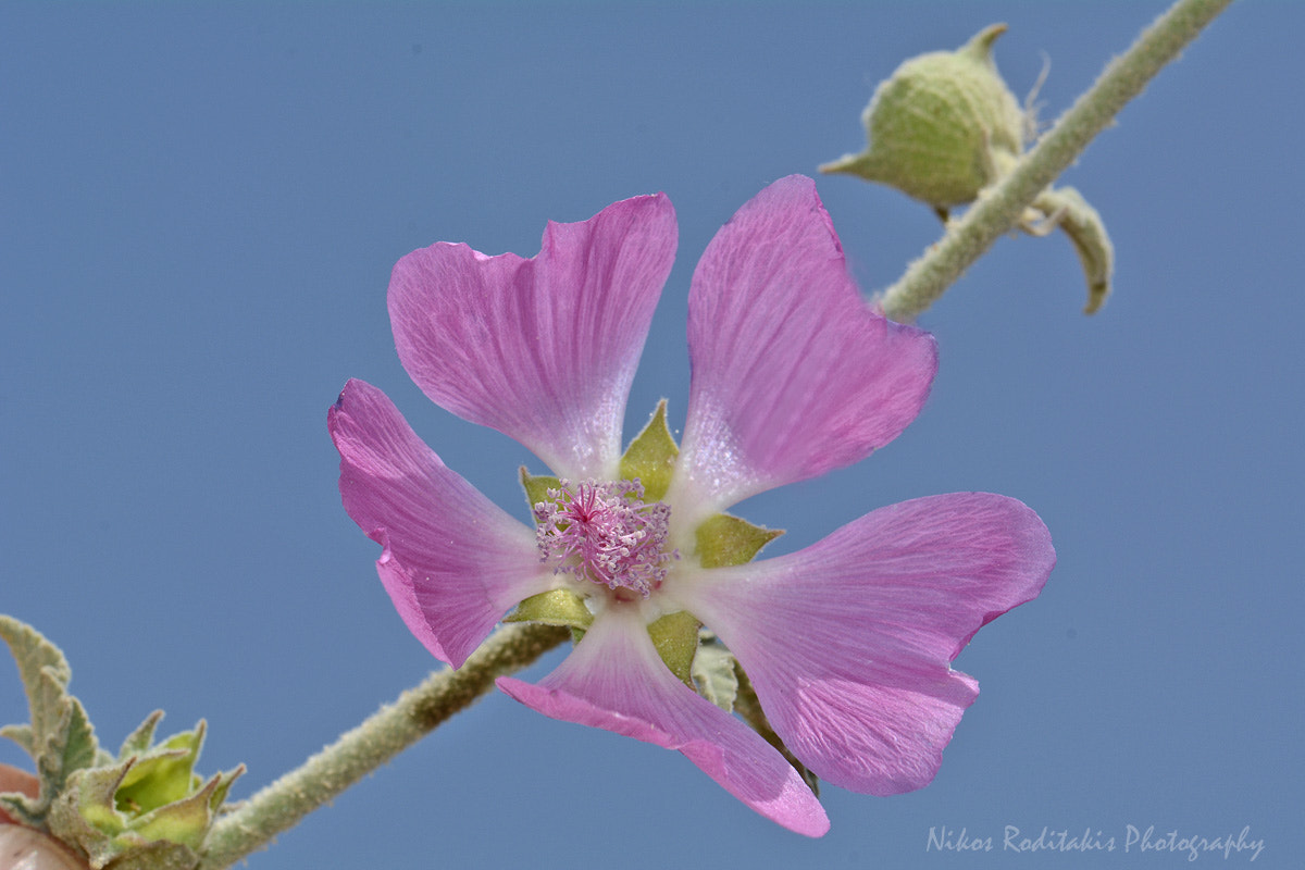 Nikon D5200 + Sigma 18-200mm F3.5-6.3 DC OS HSM sample photo. The beauty of wild flower photography
