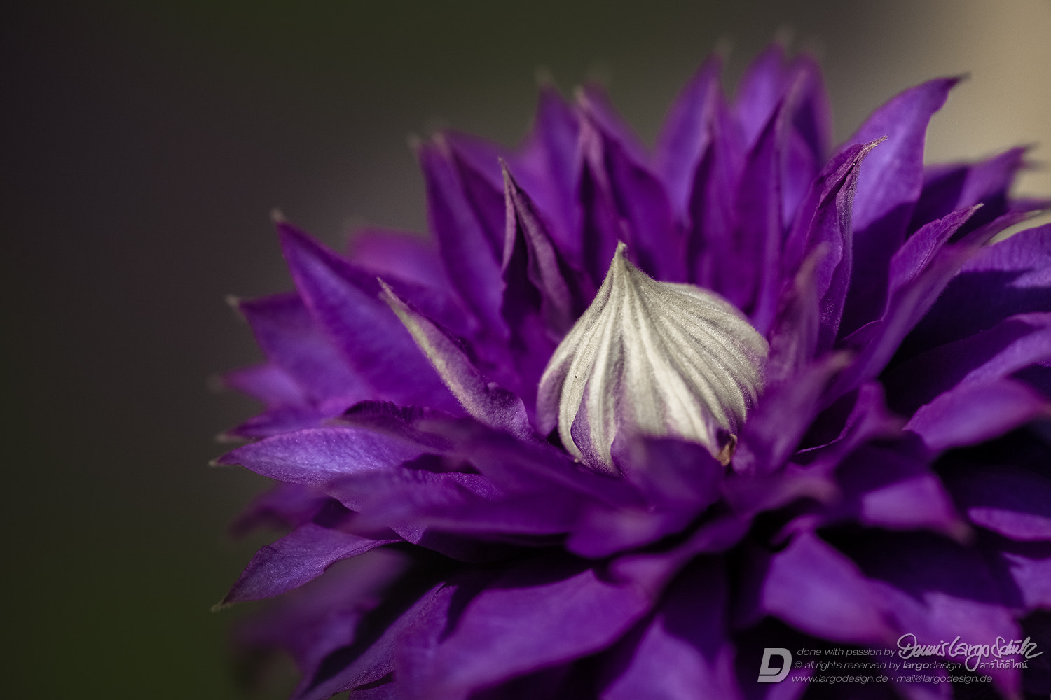 Canon EF 180mm F3.5L Macro USM sample photo. Onion-domed purple kingdom photography