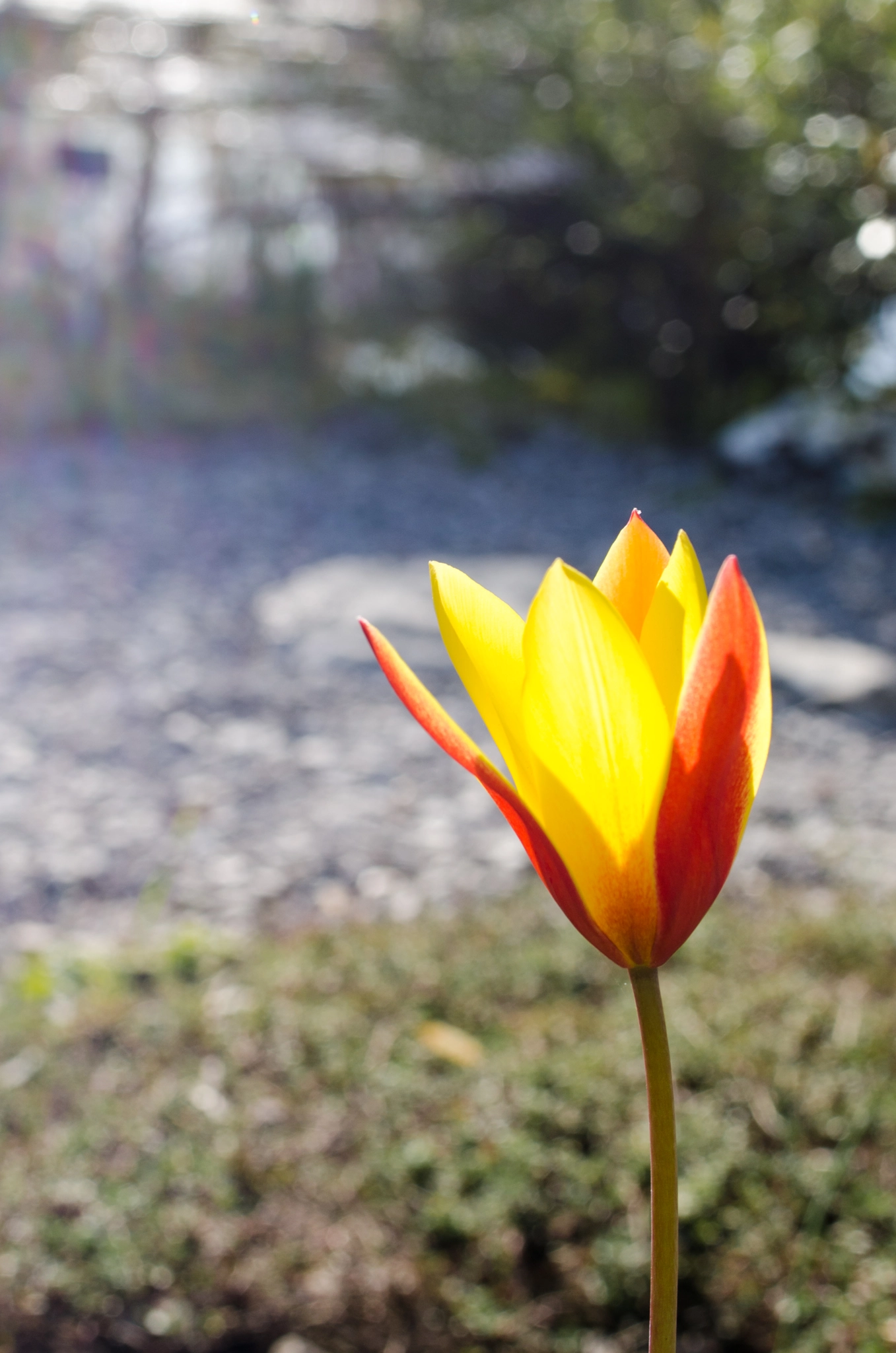 Nikon D7000 + Nikon AF-S Nikkor 28mm F1.8G sample photo. Yellow flower photography