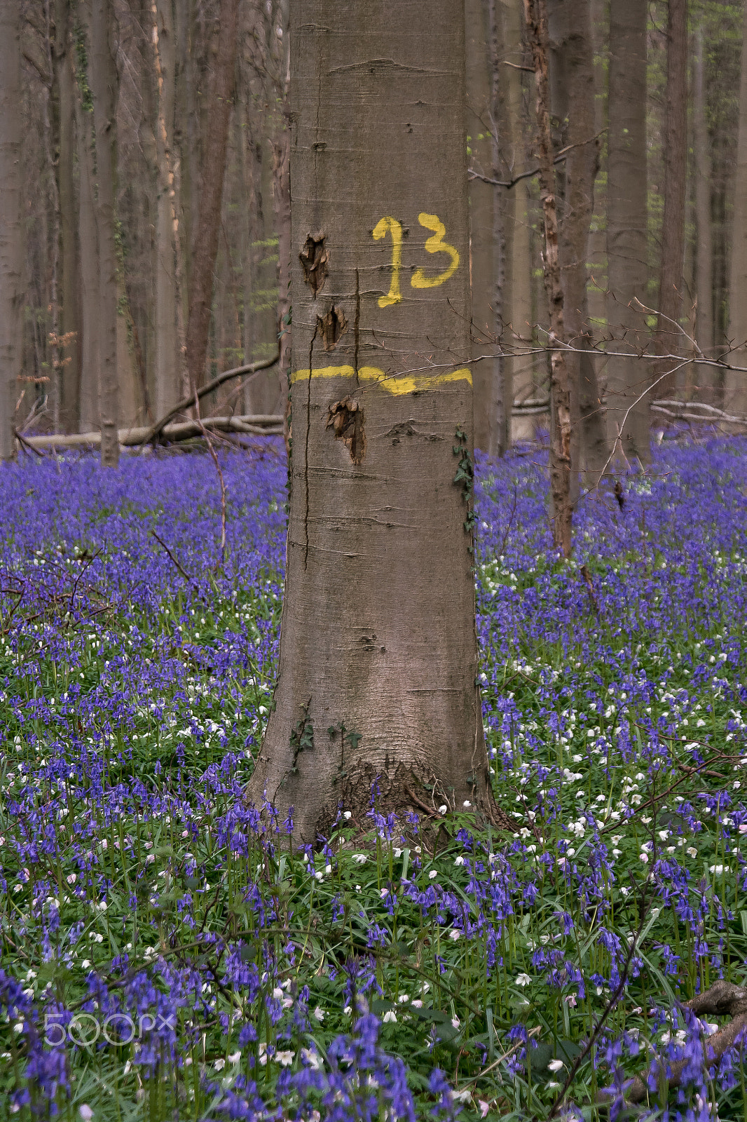 Samsung NX 18-200mm F3.5-6.3 ED OIS sample photo. Number 13 photography