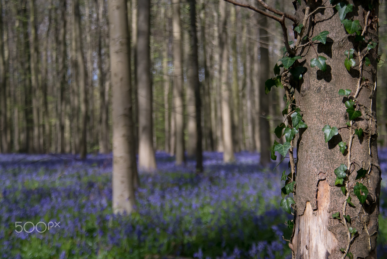 Samsung NX 18-200mm F3.5-6.3 ED OIS sample photo. Hallerbos ivy photography