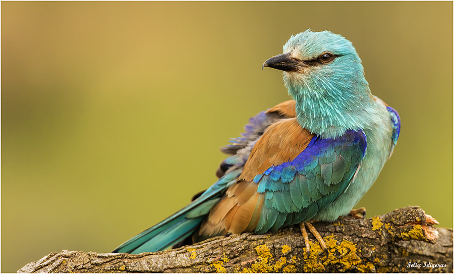Canon EF 500mm F4L IS USM sample photo. Carraca photography