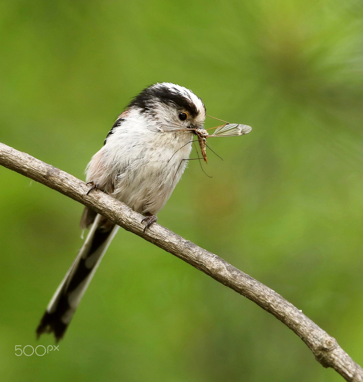 Canon EOS 760D (EOS Rebel T6s / EOS 8000D) + Canon EF 300mm F2.8L IS USM sample photo. Long-tailed tit photography