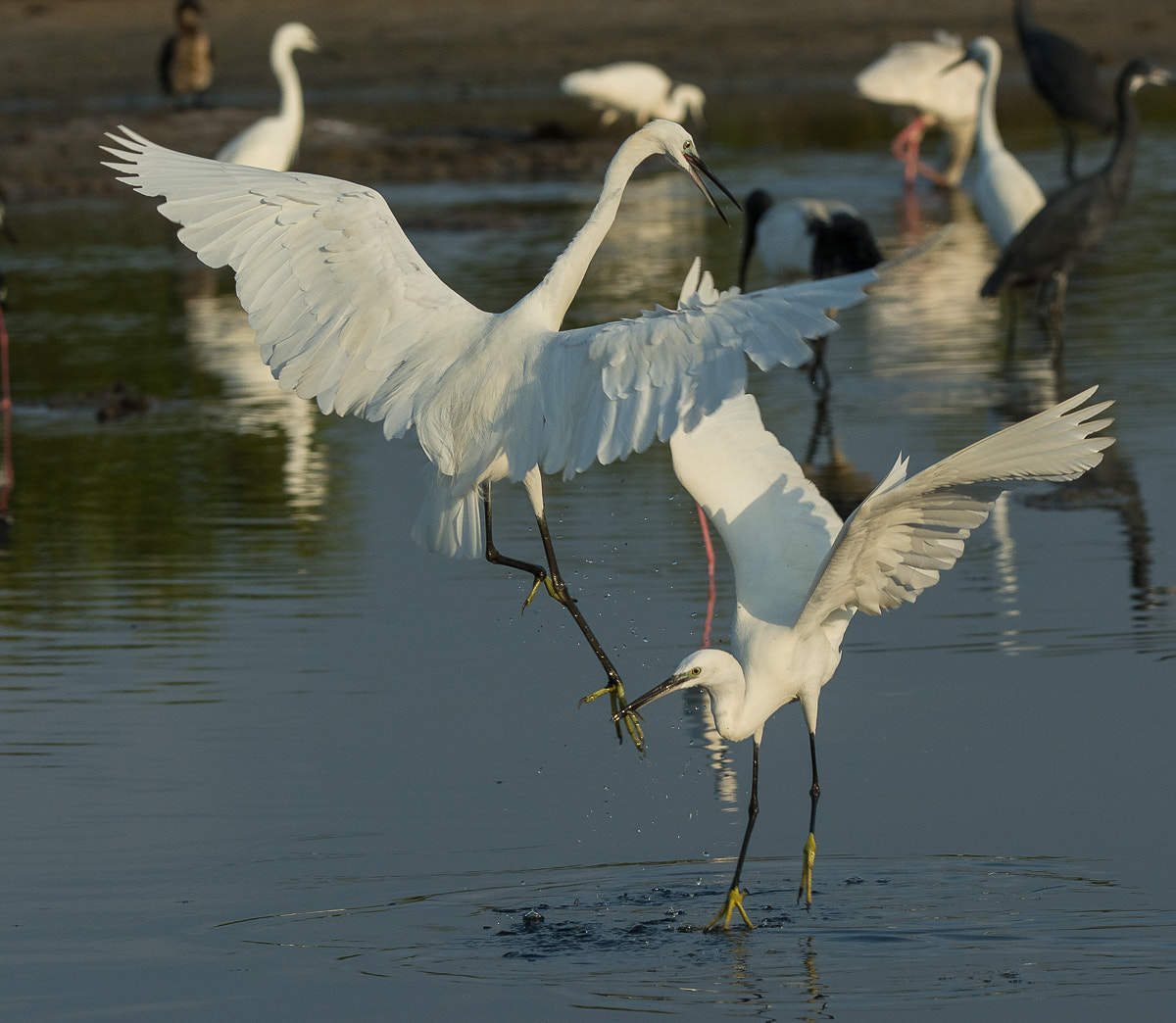 Nikon AF-S Nikkor 200-400mm F4G ED-IF VR sample photo. Fighting dimorphic egrets. photography