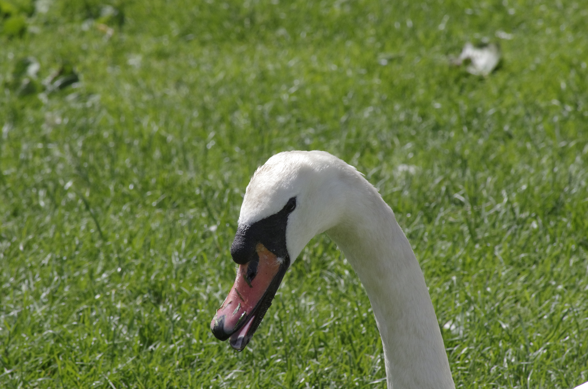 Tamron AF 70-300mm F4-5.6 Di LD Macro sample photo