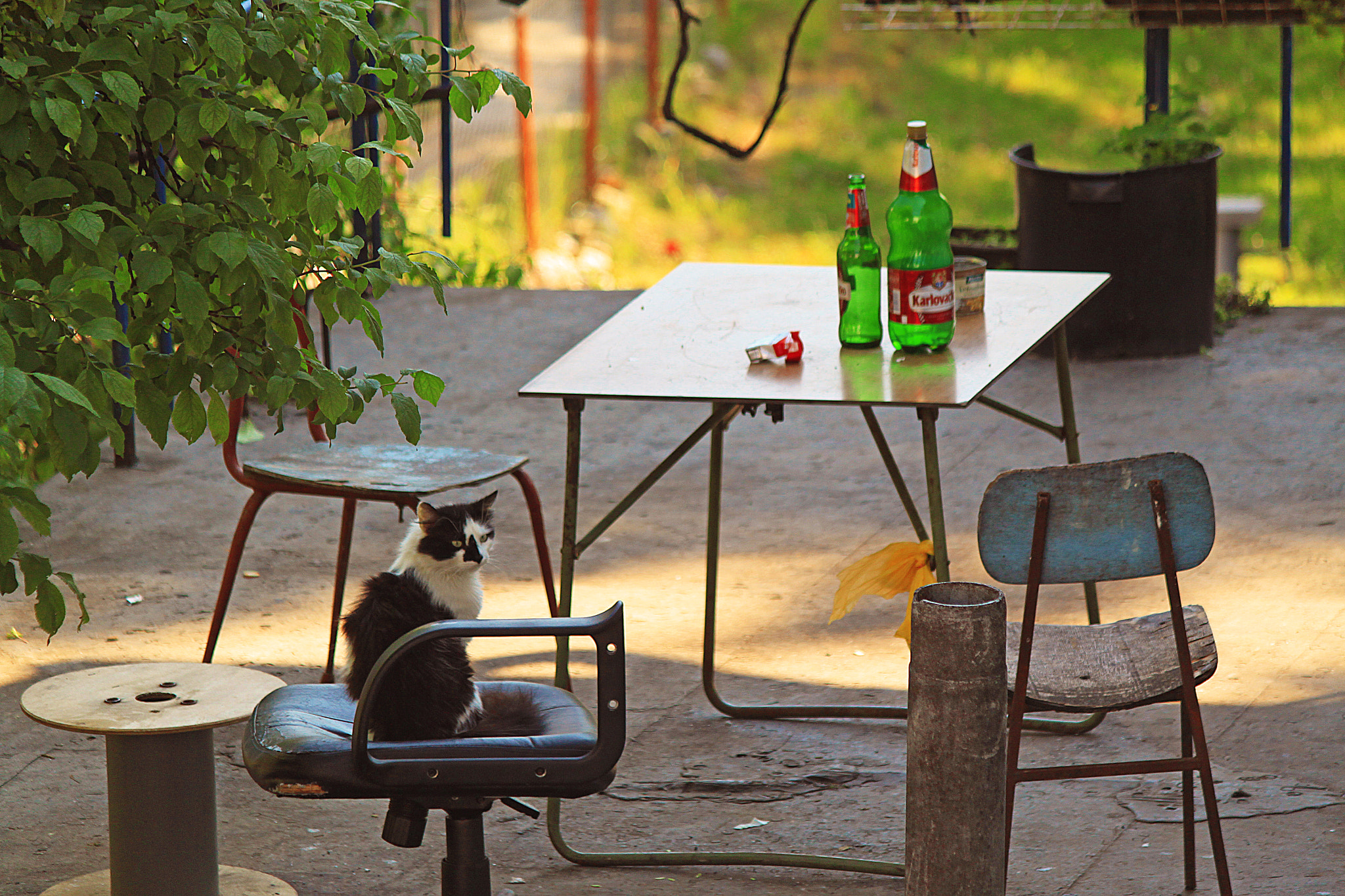 Canon EOS 500D (EOS Rebel T1i / EOS Kiss X3) sample photo. Hangover photography