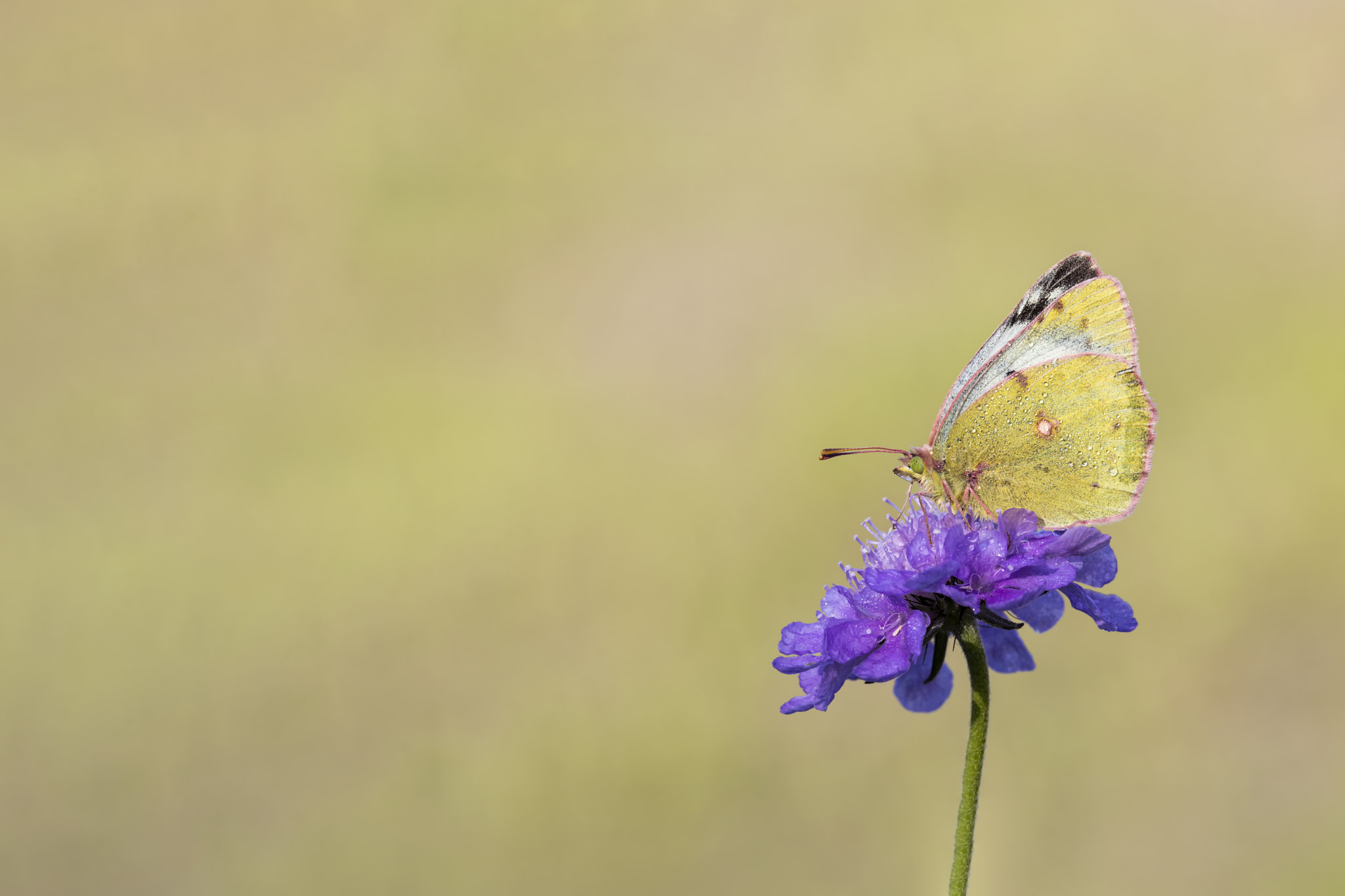 Canon EF 180mm F3.5L Macro USM sample photo. Gelbling photography