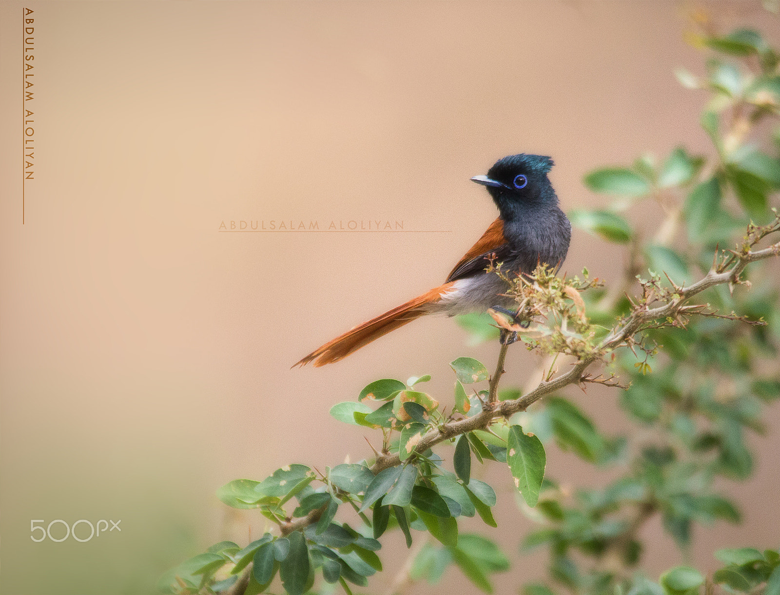 Canon EOS 700D (EOS Rebel T5i / EOS Kiss X7i) + Sigma 150-500mm F5-6.3 DG OS HSM sample photo. African paradise flycatcher photography