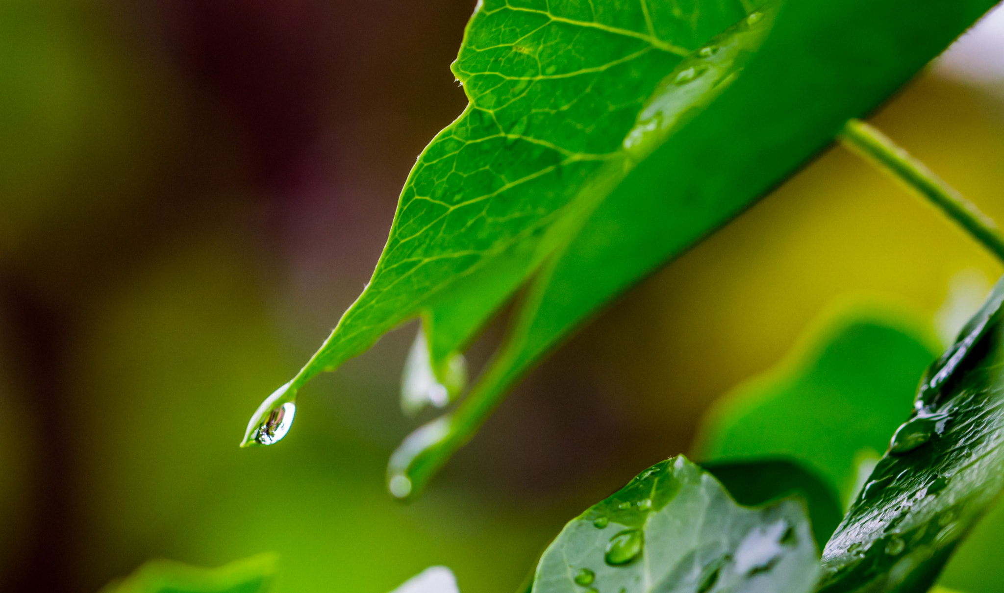 Nikon D3100 sample photo. Nature sous la pluie photography