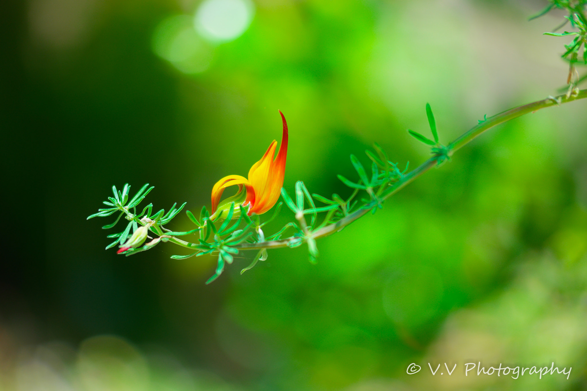 NX 60mm F2.8 Macro sample photo. Parrot beak in the morning light photography