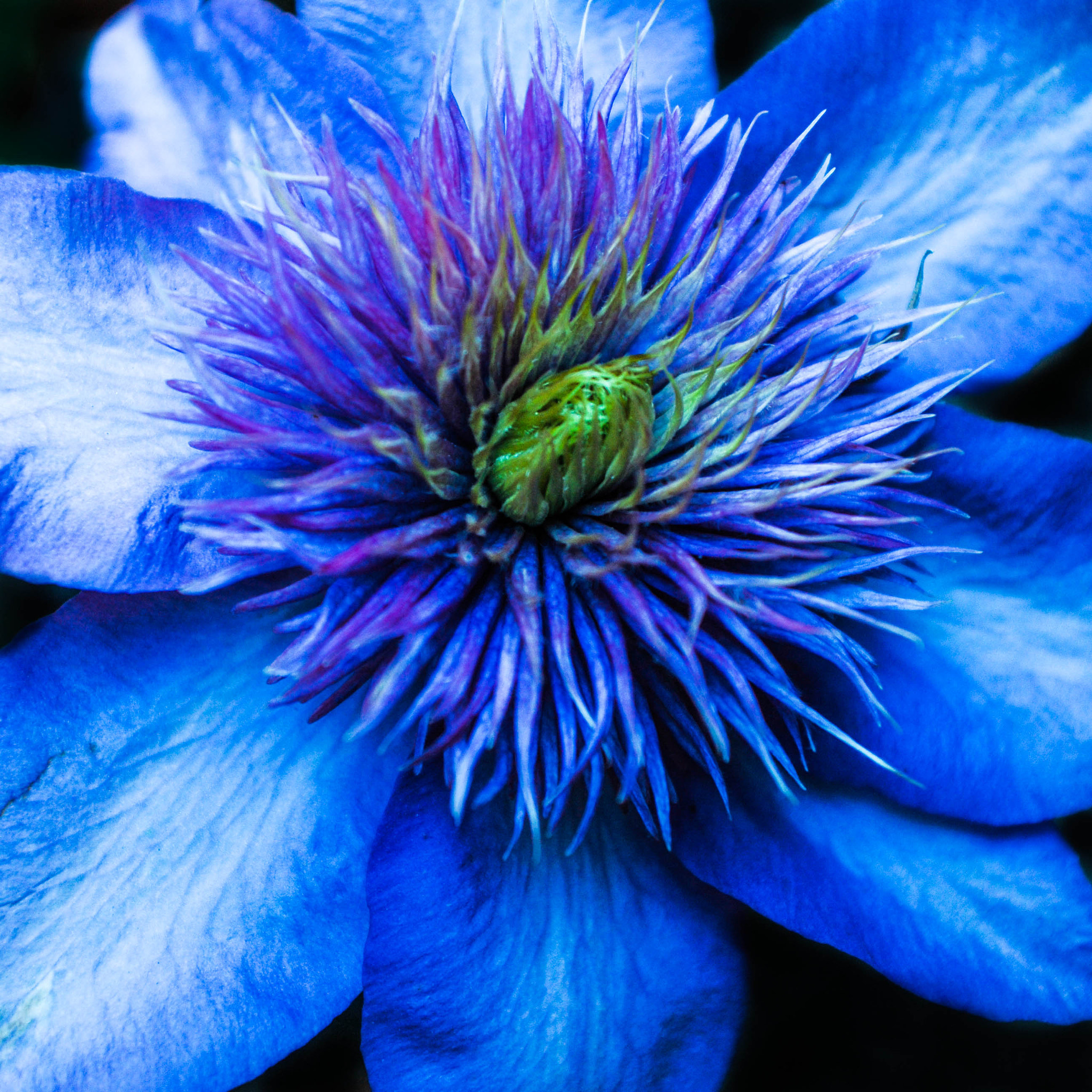 Nikon D200 + AF Zoom-Nikkor 28-85mm f/3.5-4.5 sample photo. Fleur bleue photography