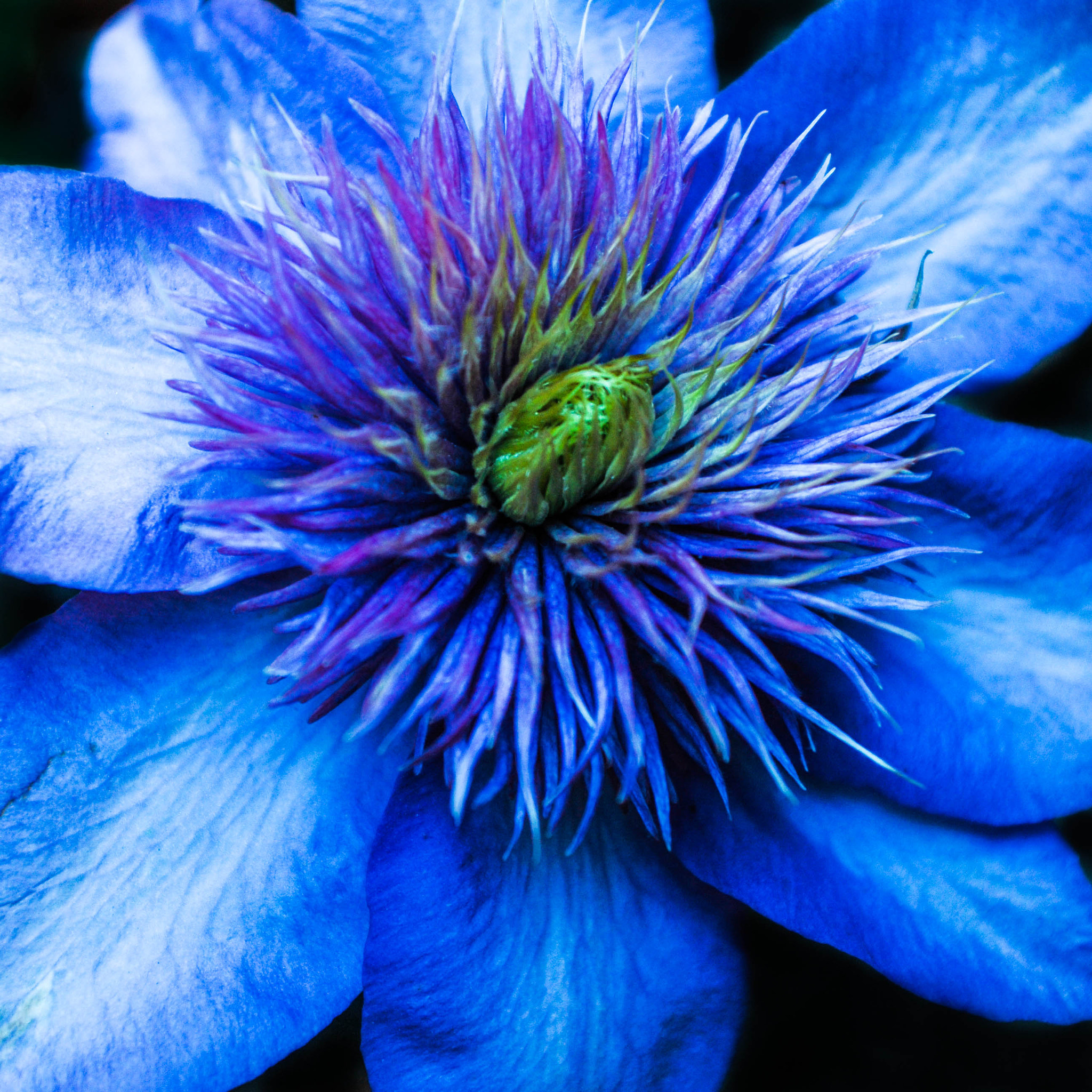 AF Zoom-Nikkor 28-85mm f/3.5-4.5 sample photo. Fleur bleue photography