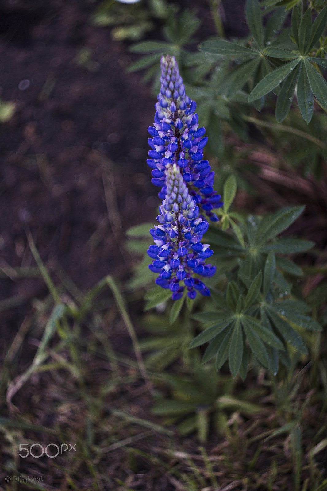 Canon EOS 500D (EOS Rebel T1i / EOS Kiss X3) sample photo. Flowers photography